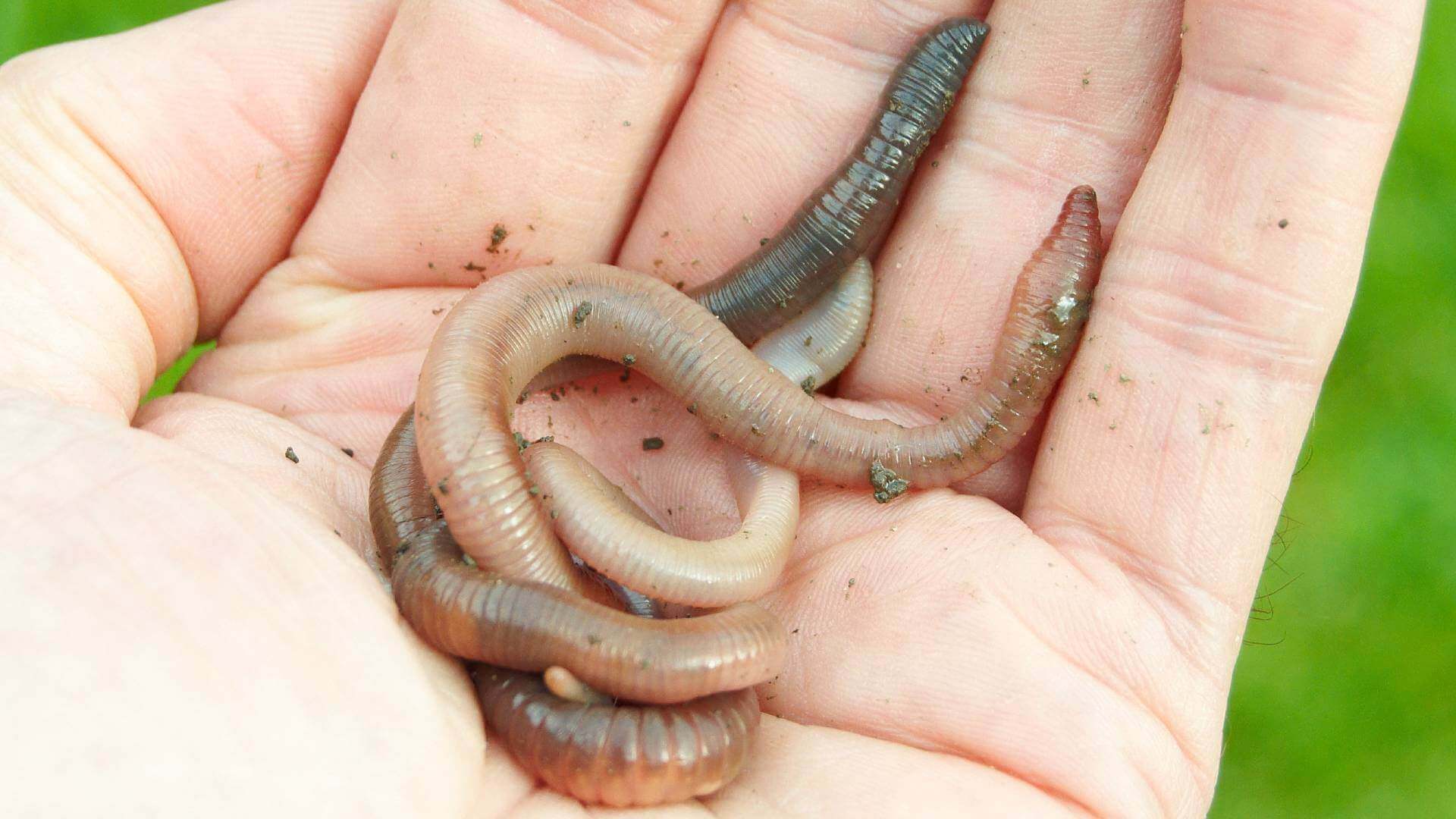 Wonderful worms