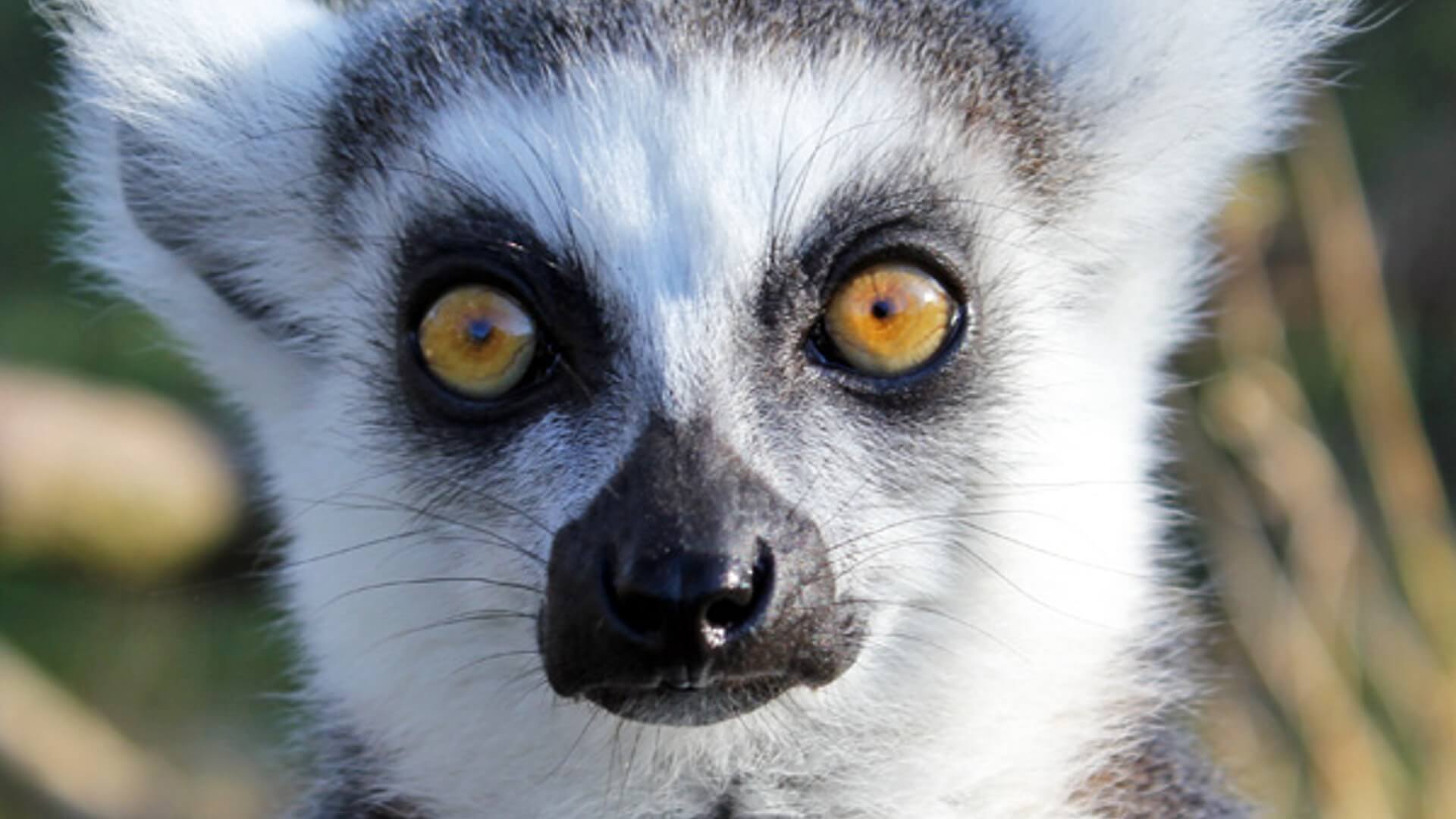 northumberland-zoo-lemur