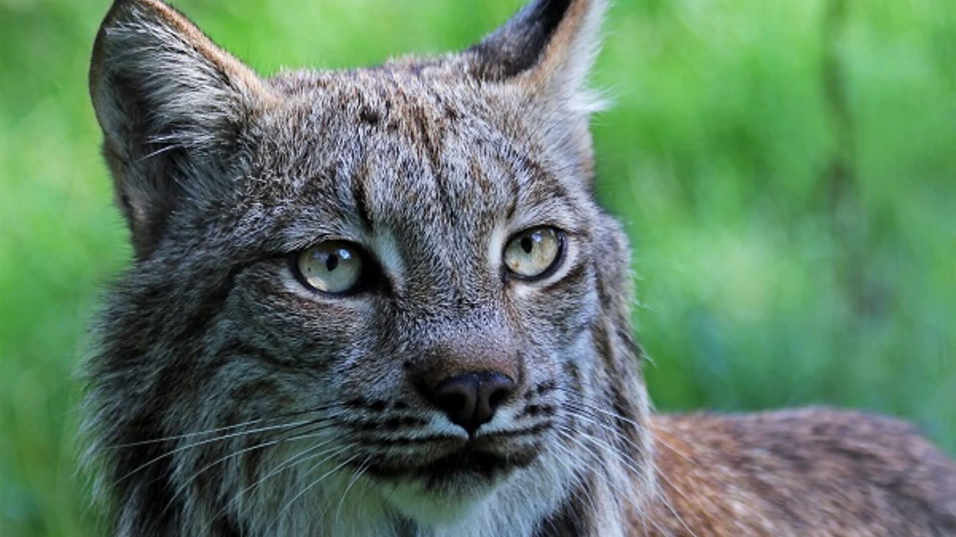 northumberland-zoo-lynx