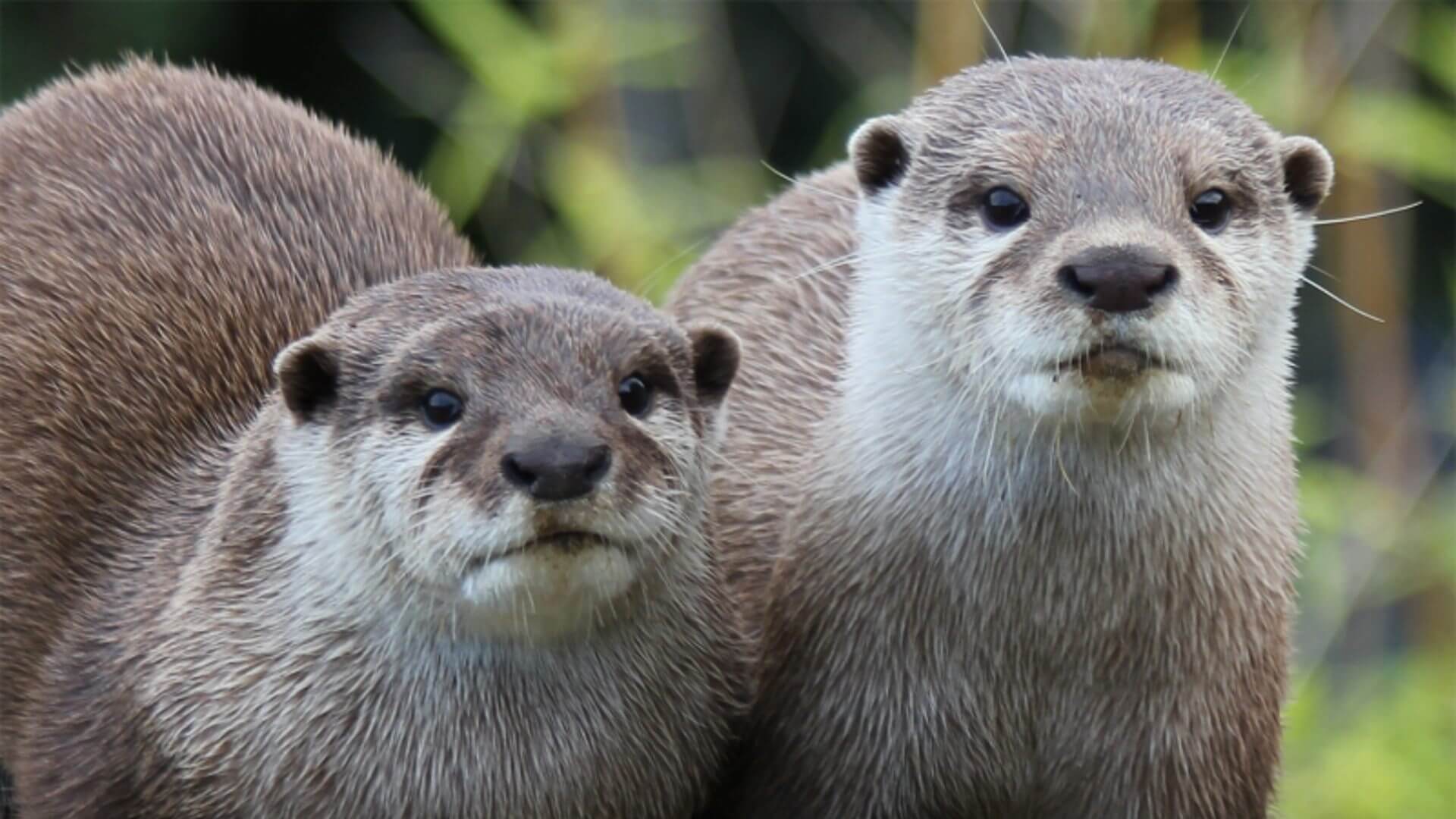northumberland-zoo-otters
