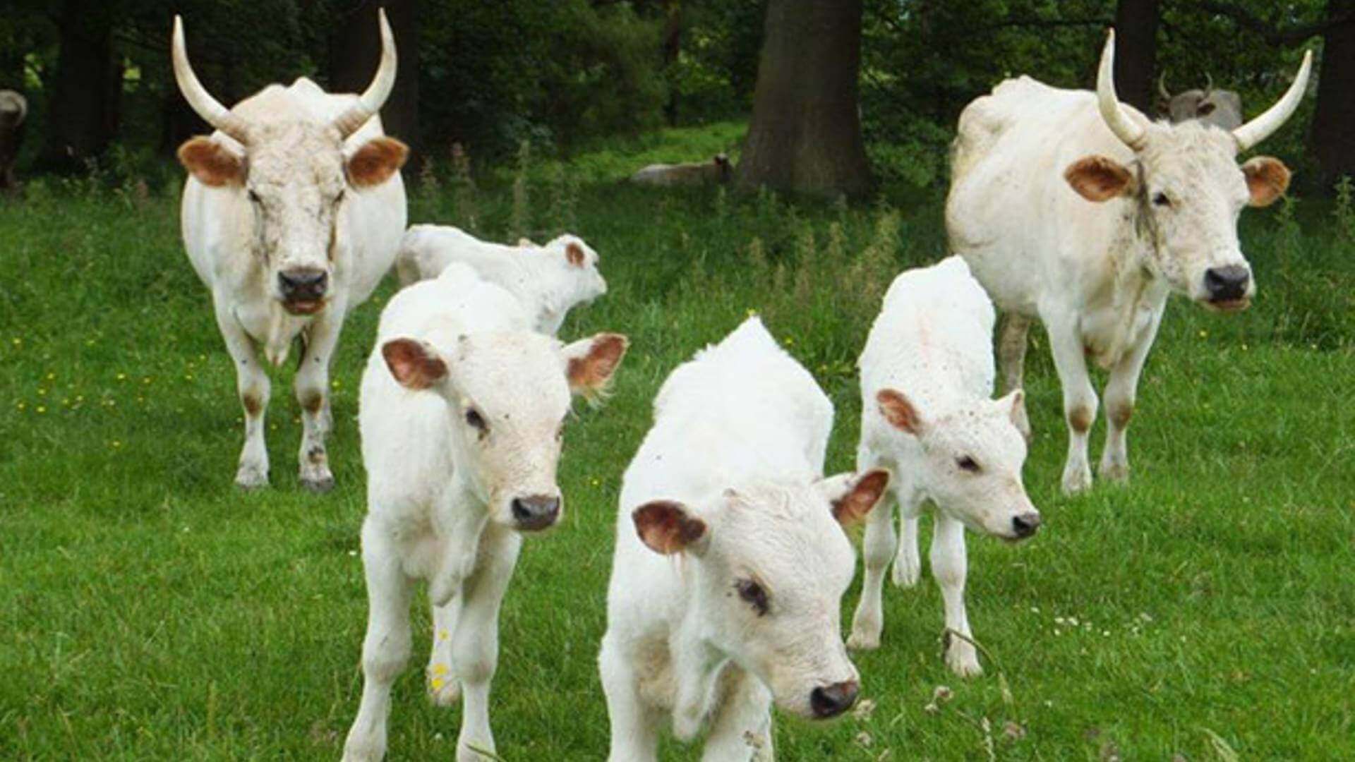 Book Launch: Wild Cattle of Chillingham