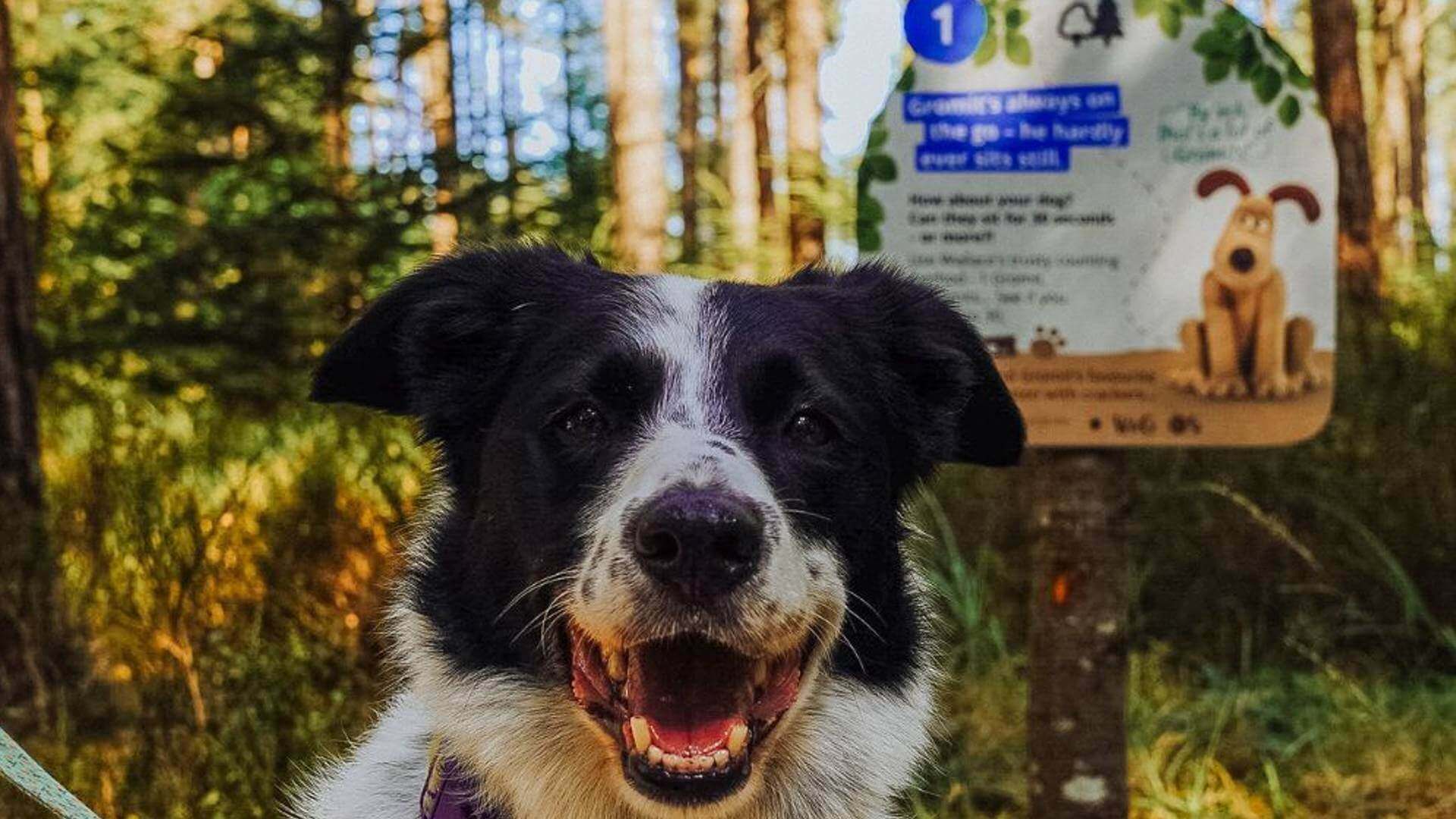 Wallace And Gromit Walkies Trail