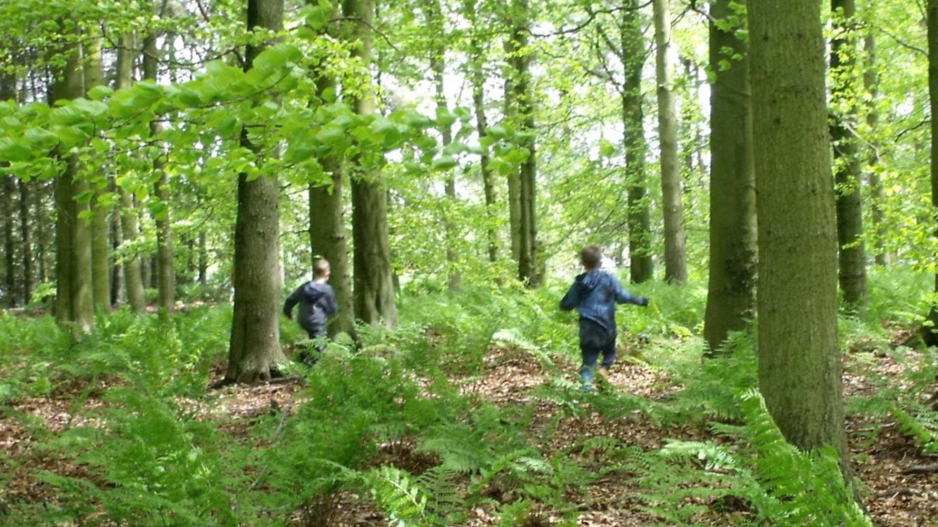 Family activity: tremendous trees