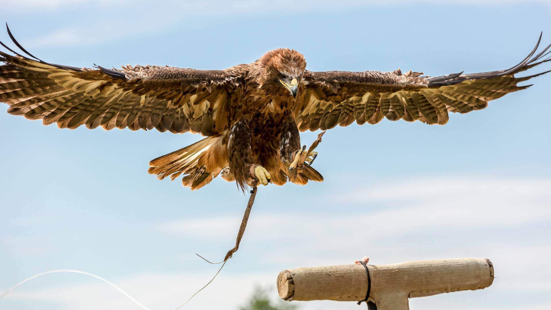Medieval Falconry at Warkworth Castle