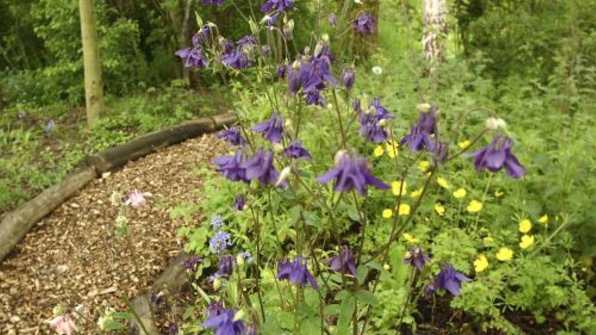 Wildlife gardening - let's help nature thrive!
