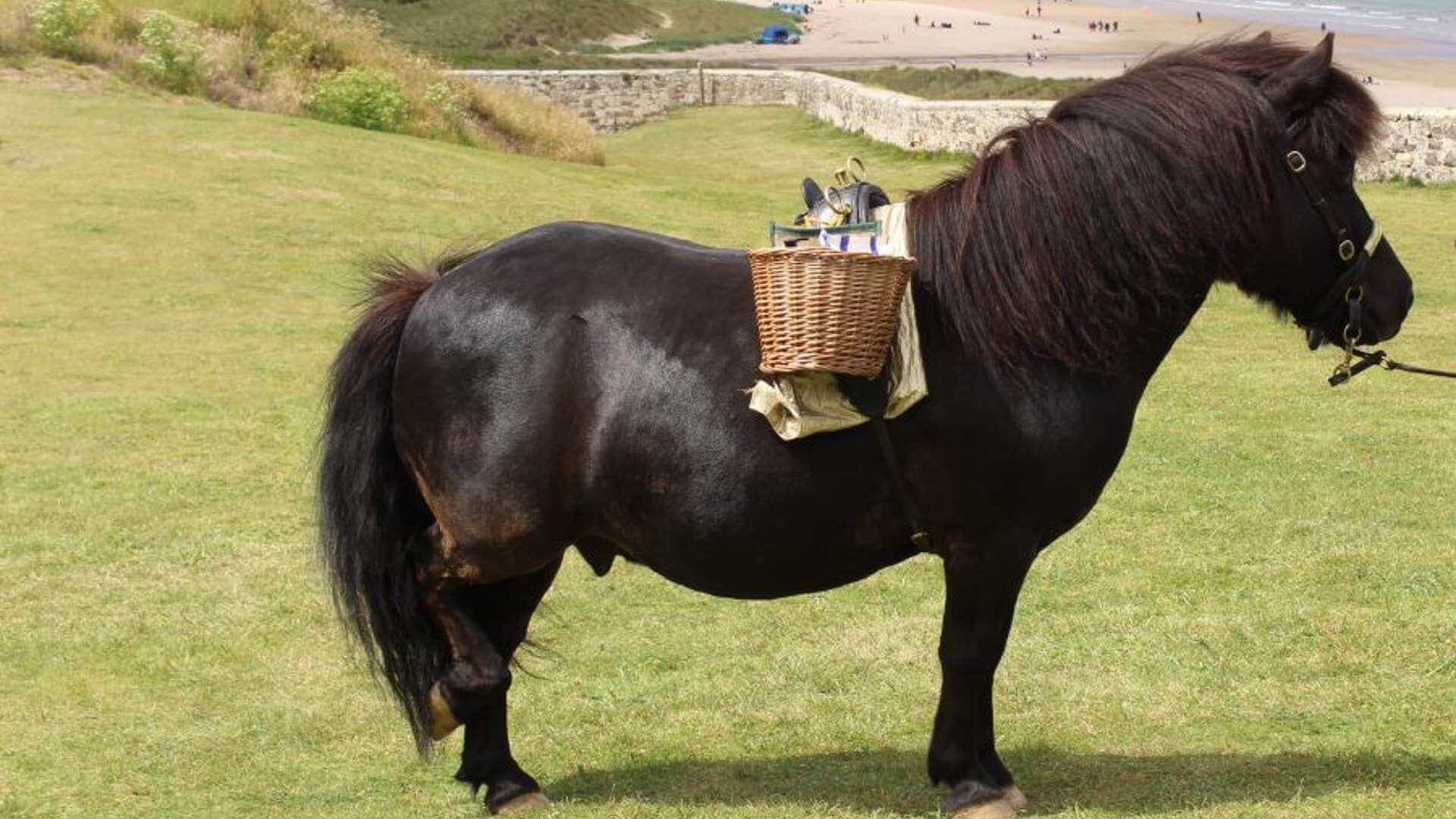 Marley the Miniature Pony