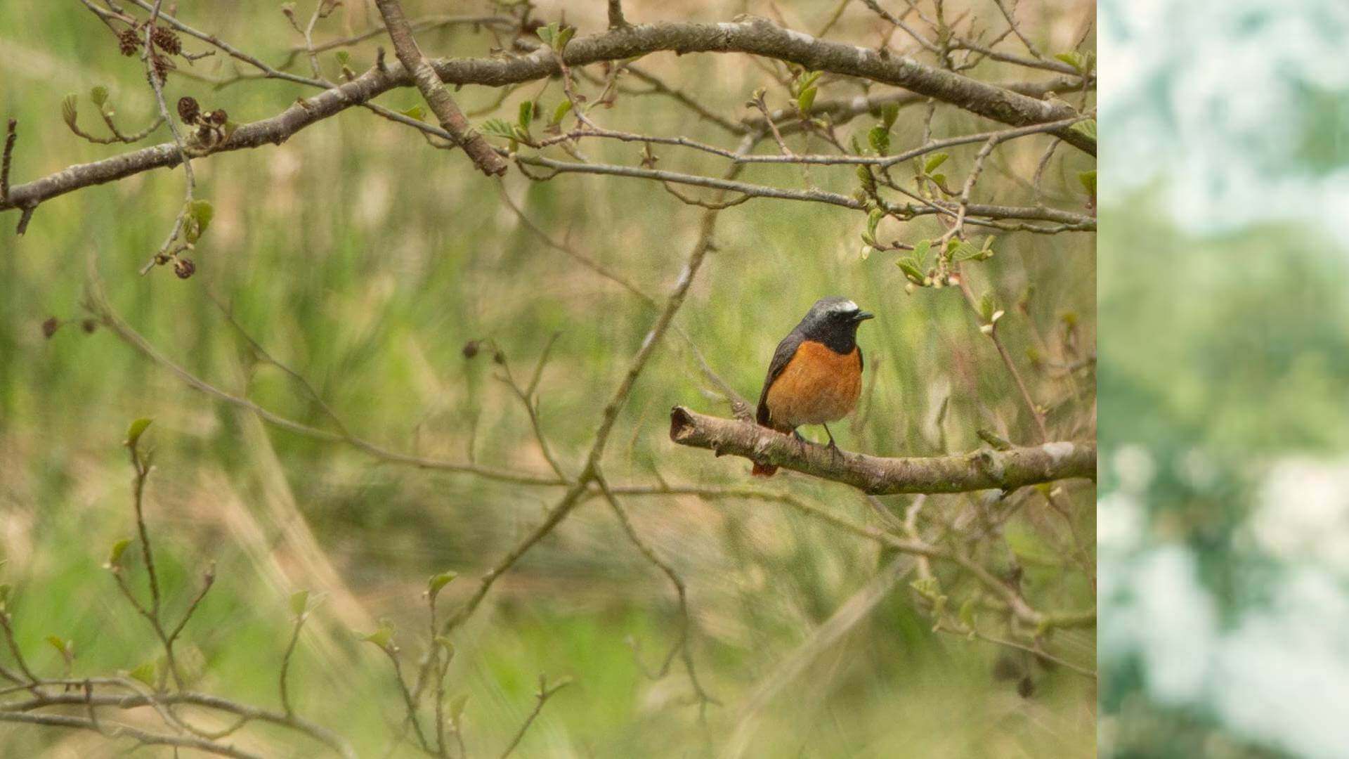 Hepple Spring Birds
