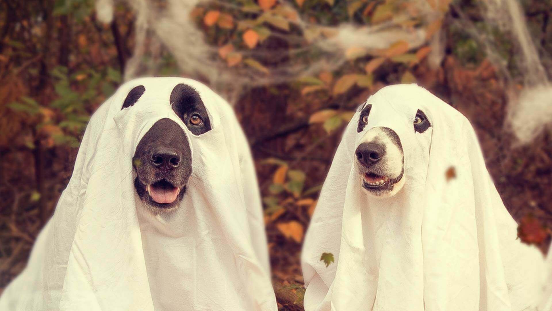 Dogs dressed up for Halloween