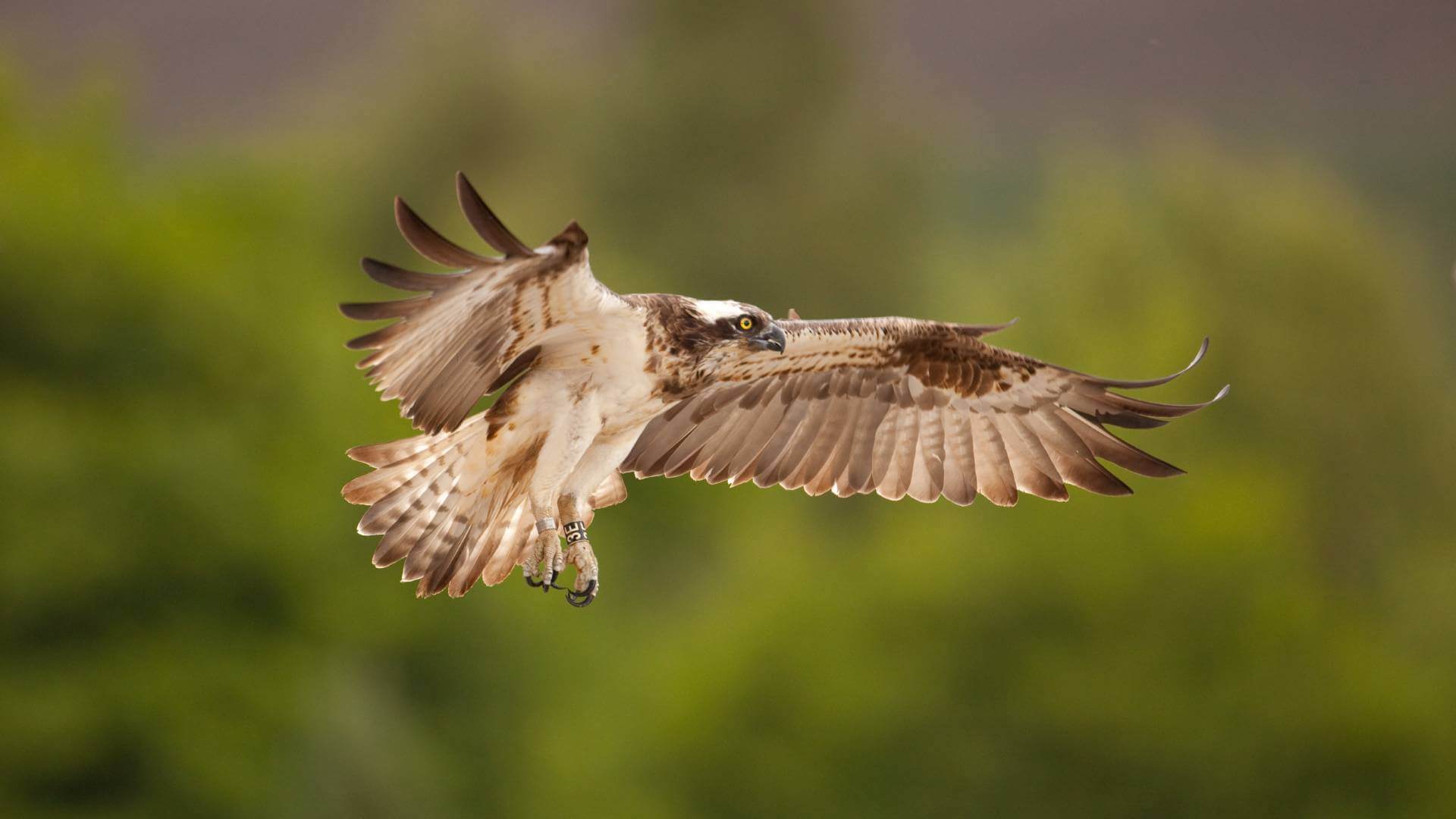 Kielder Ospreys