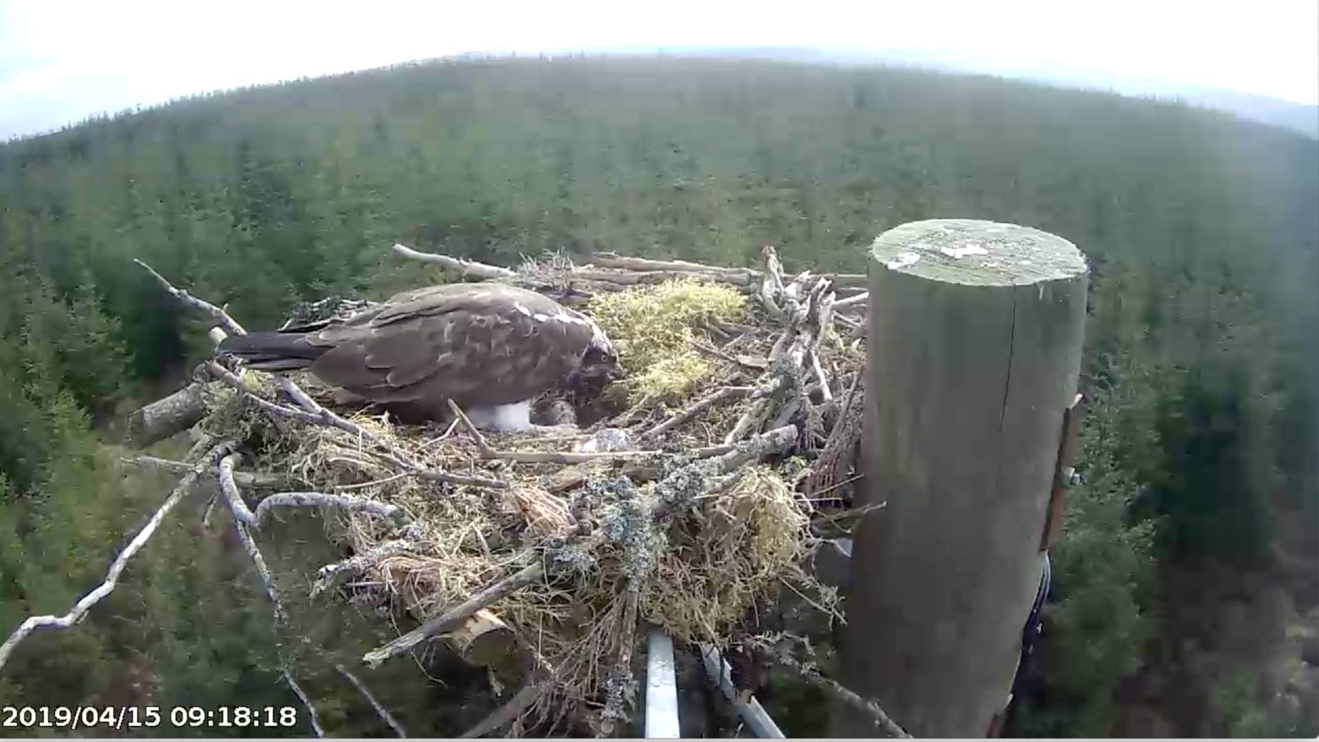 Osprey Watch