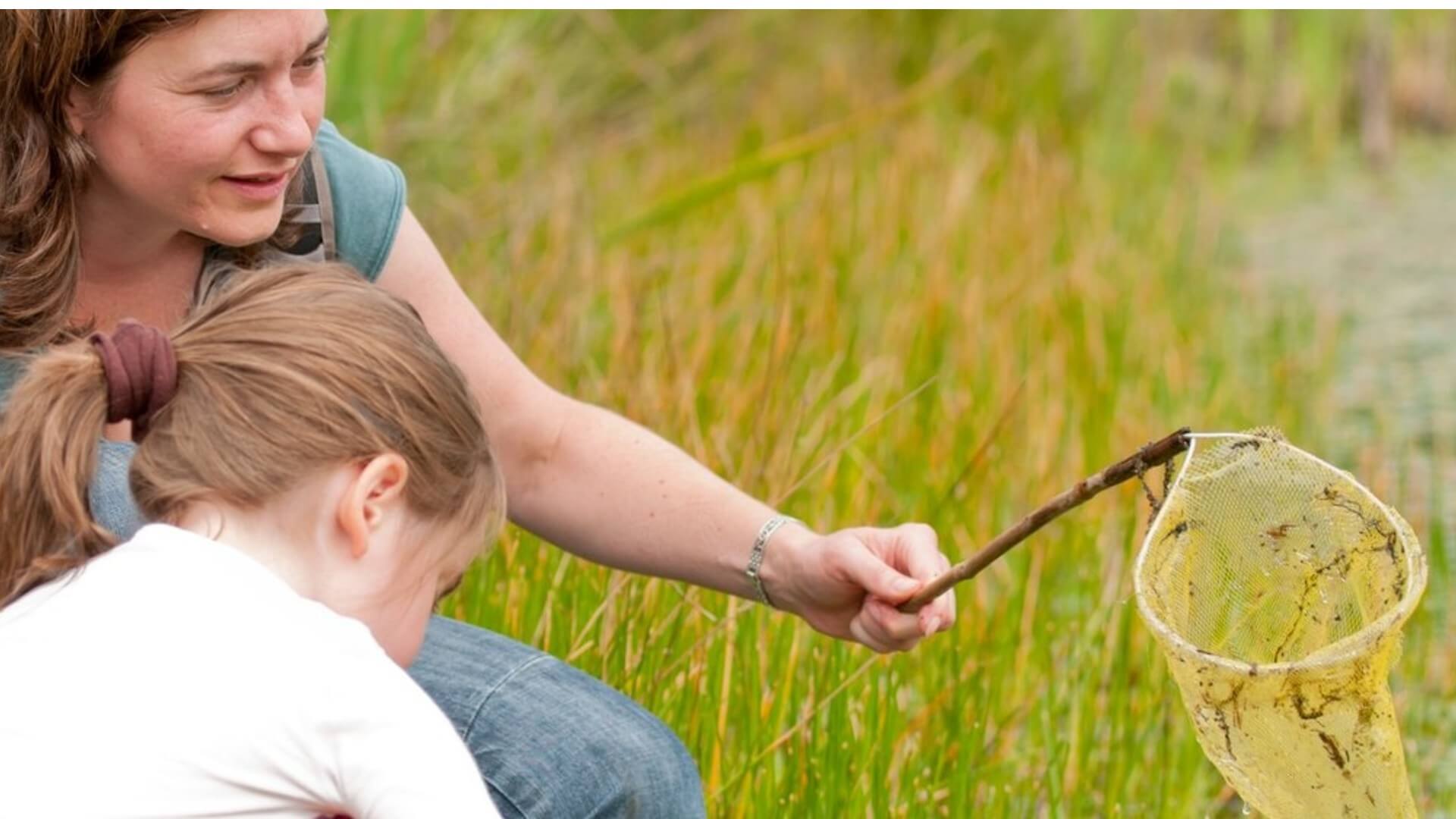 Pond Dipping