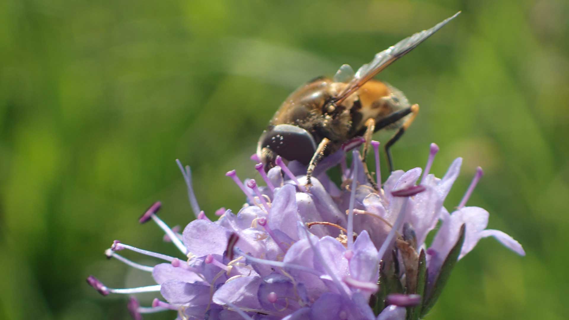 Bee pollinating on flower