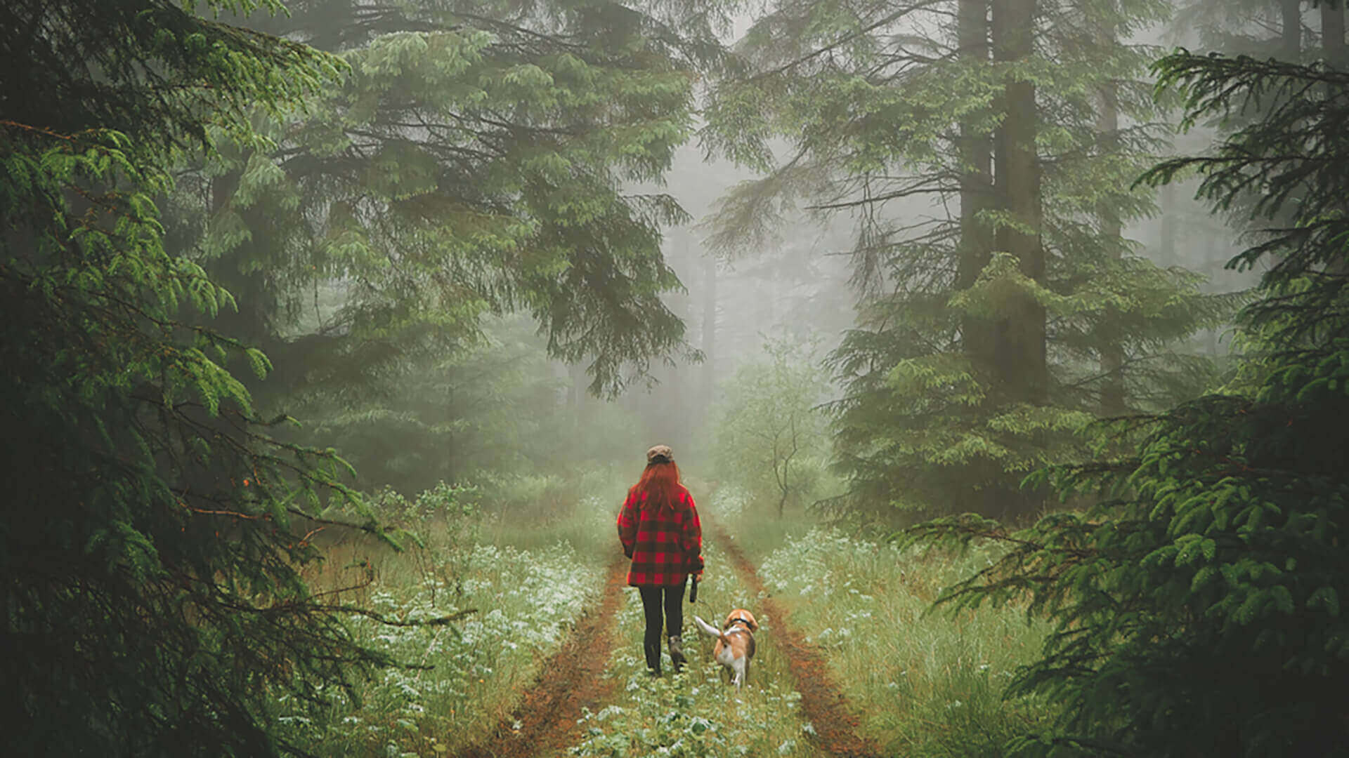 Kielder Forest - Left Image