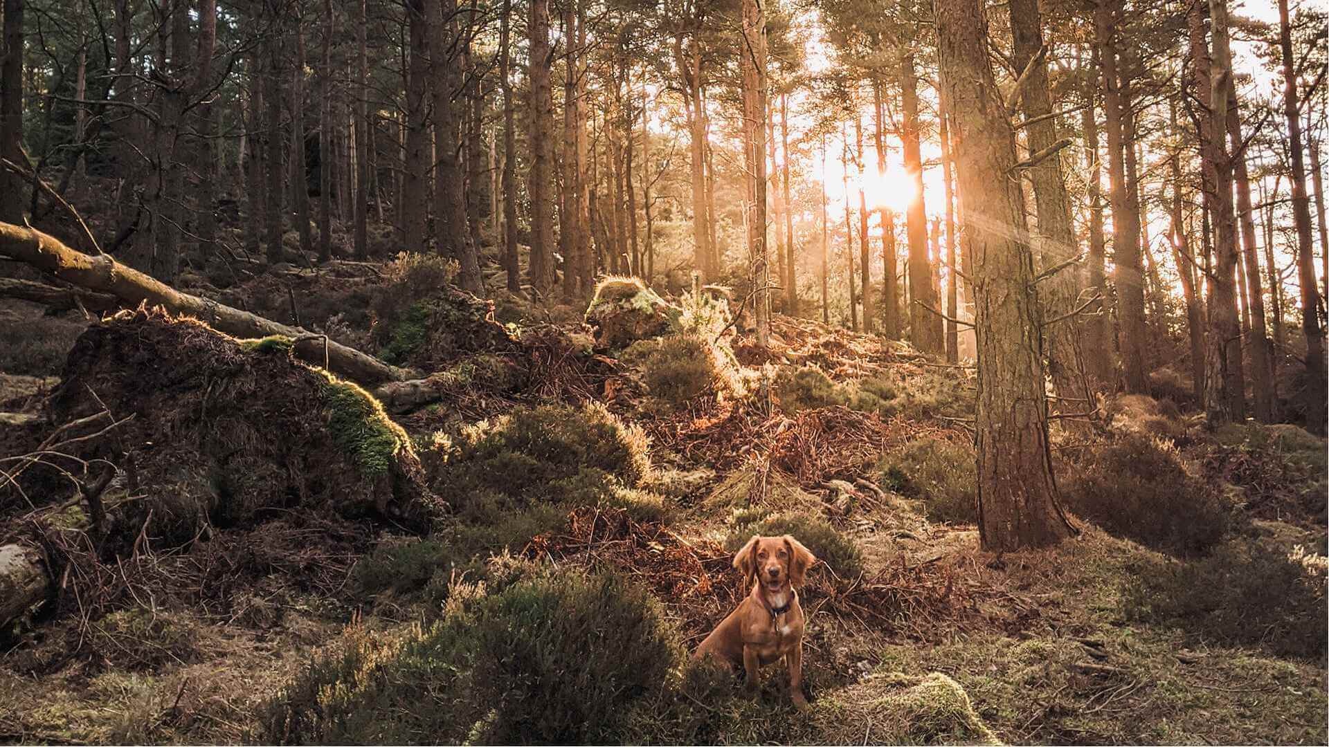 Thrunton Woods - Left Image