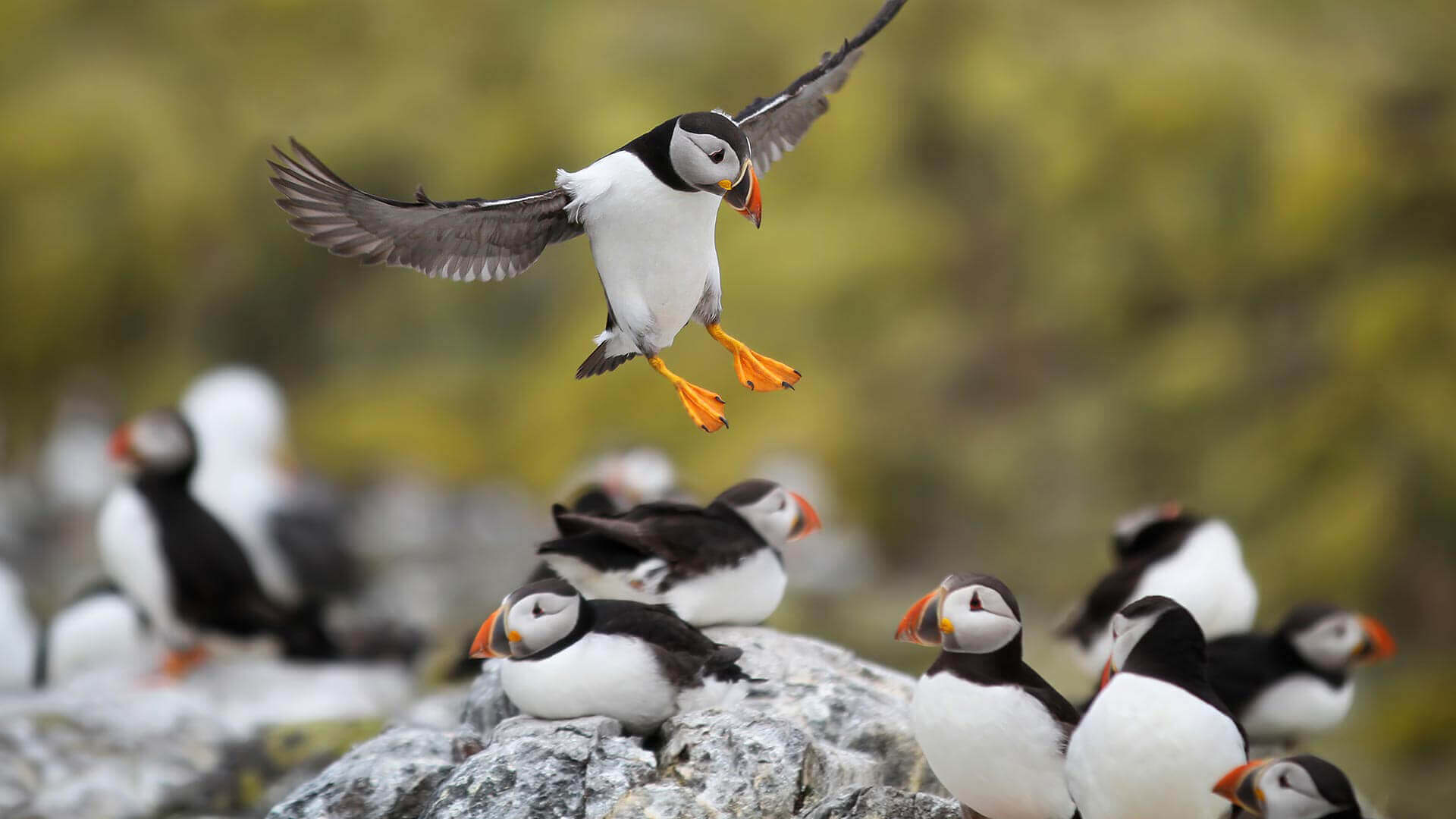 The Farne Islands