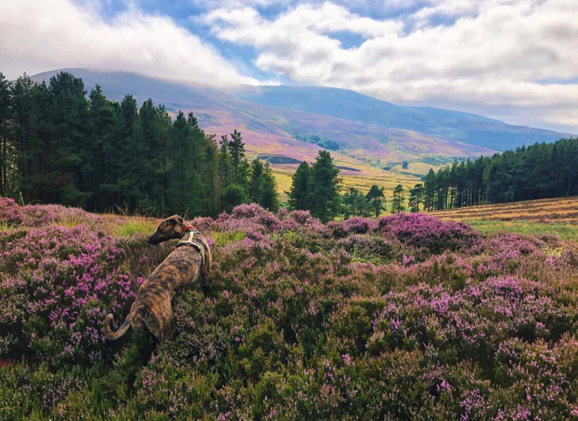 Lambden Valley - The Cheviots