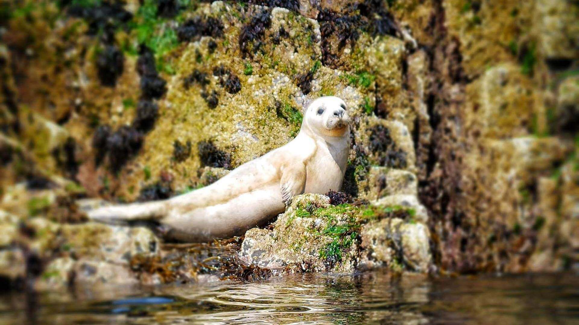 Seal pups on The Farne Islands