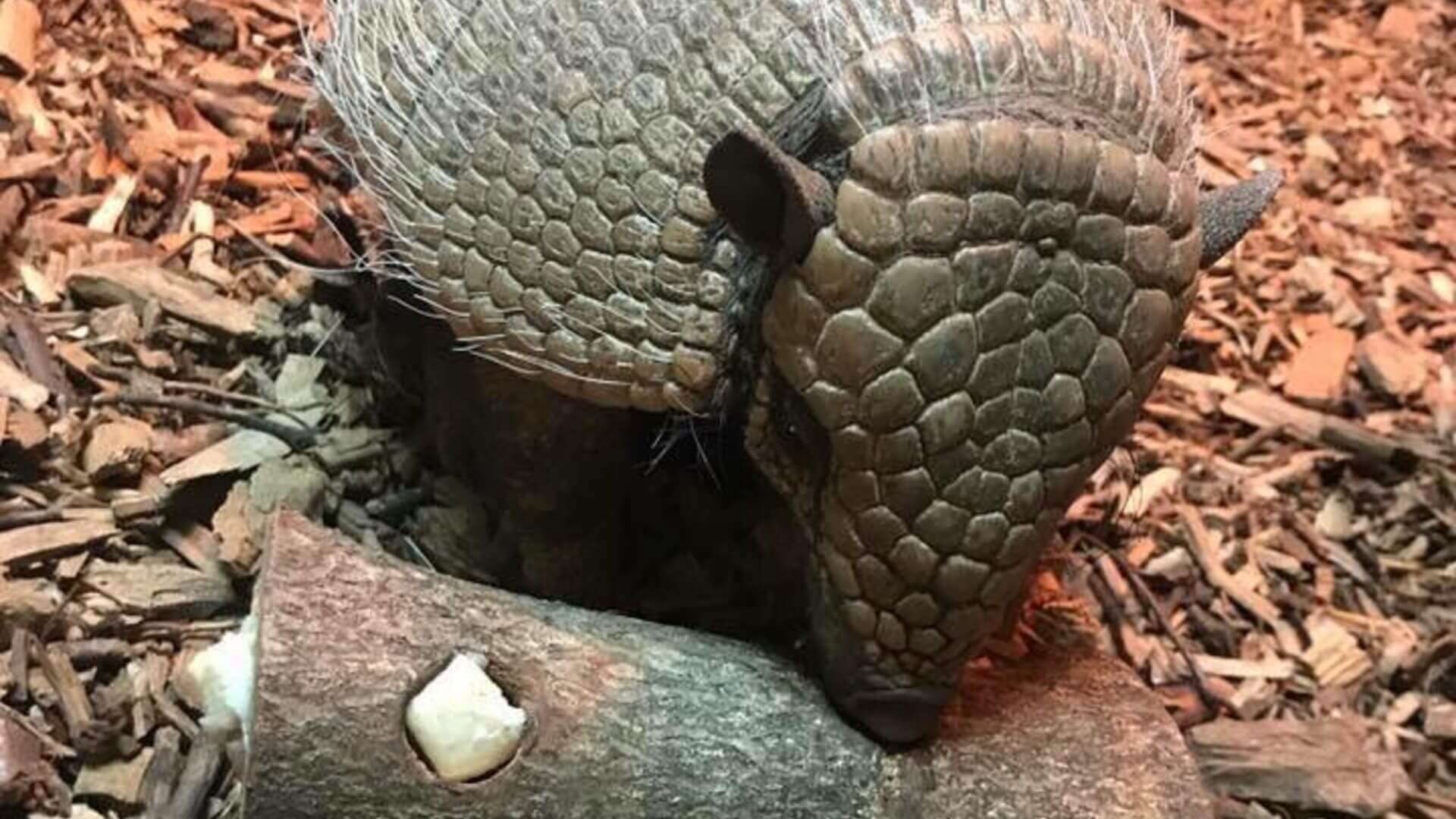 Banded Armadillo