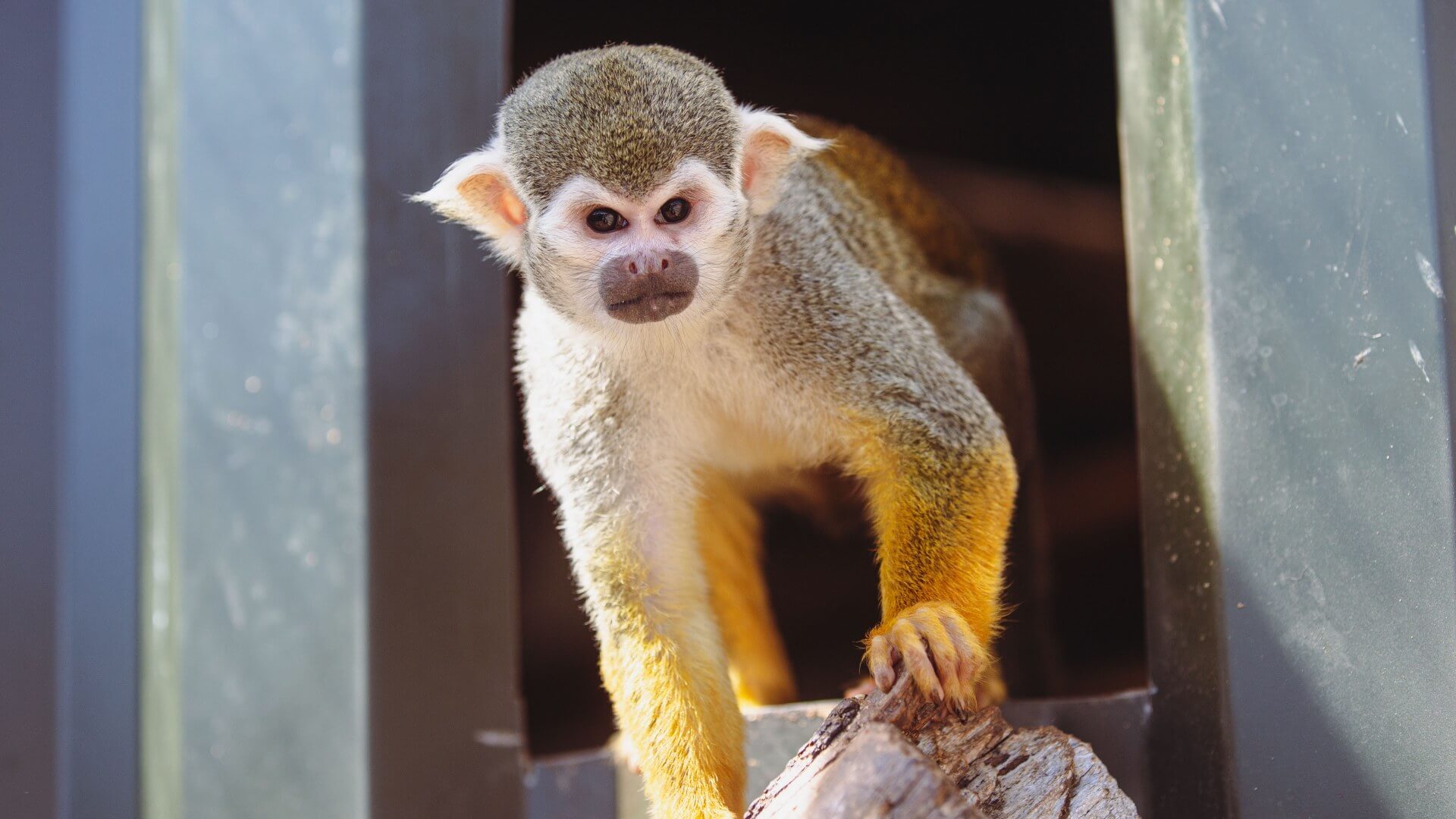 Monkey