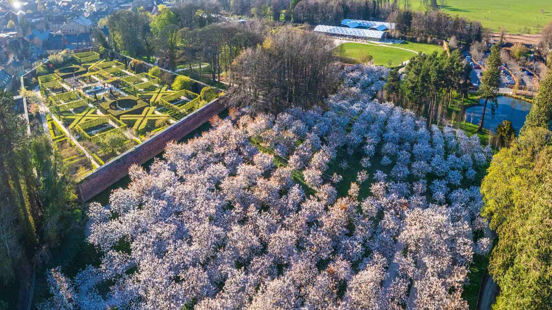 Cherry Blossom Aerial