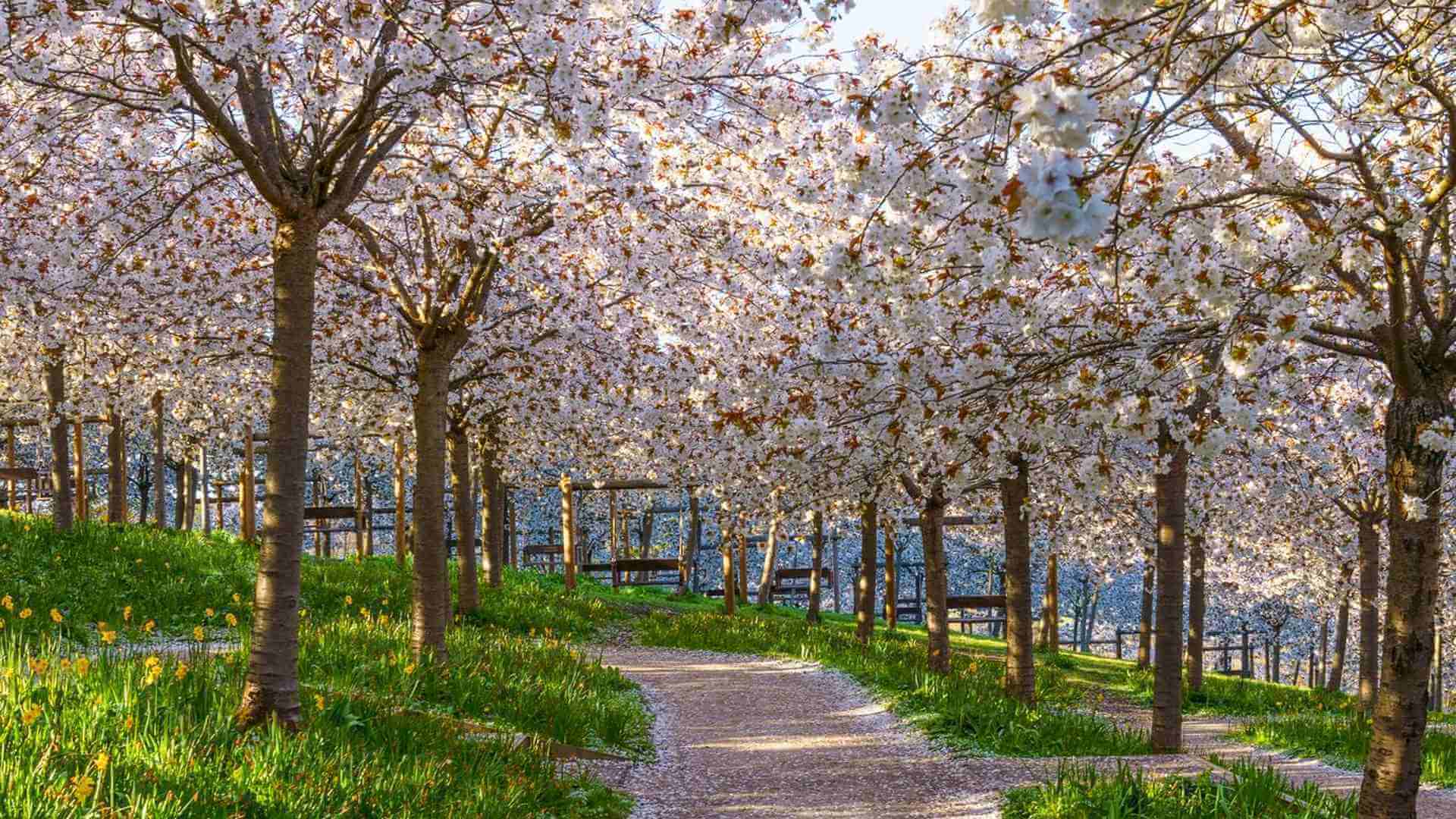 Cherry Blossom walk