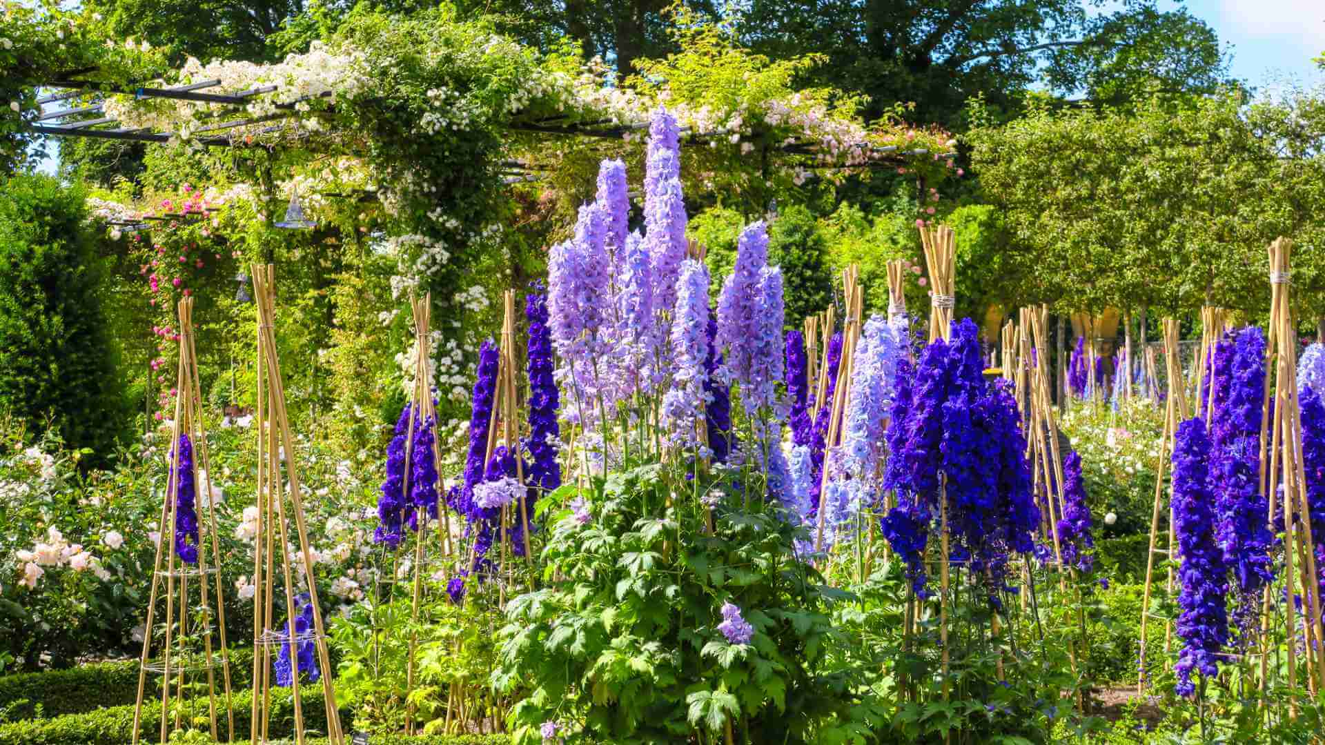 Delphiniums in the Ornamental Garden