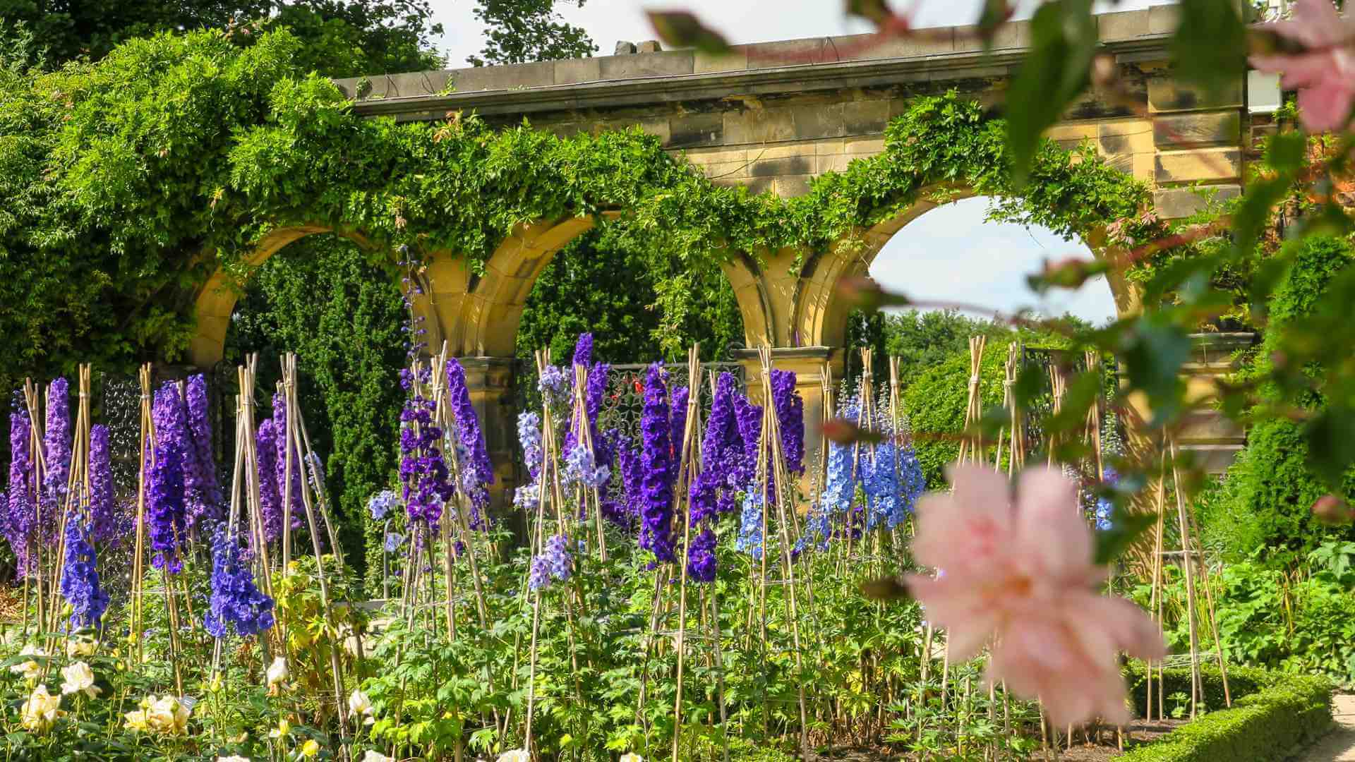 Delphiniums