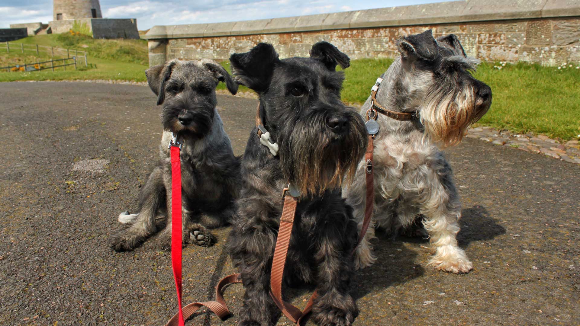 Dogs are welcome at Bamburgh Castle