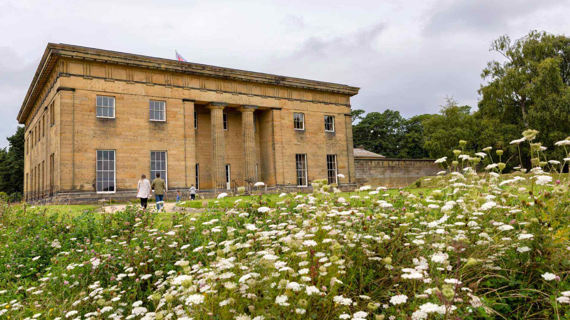 Belsay Hall buttercups