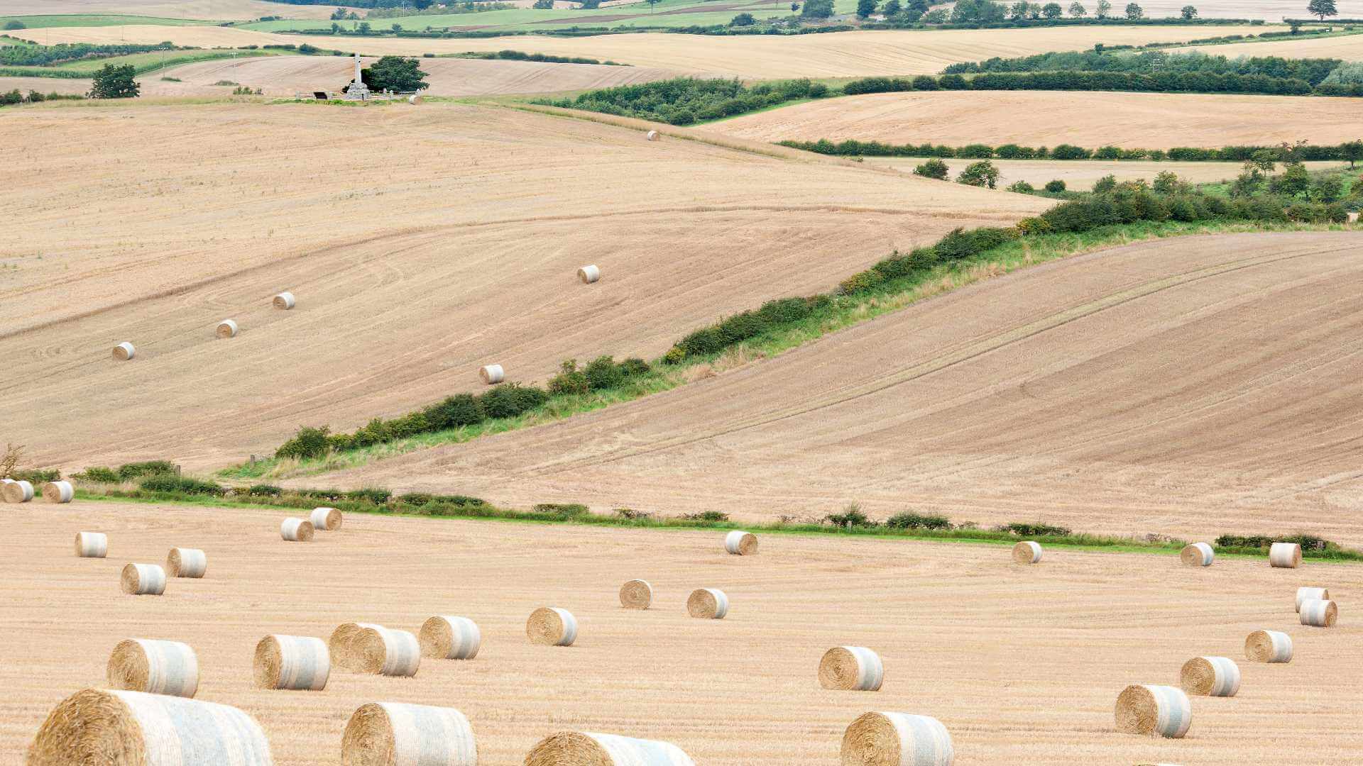 Flodden hayfields