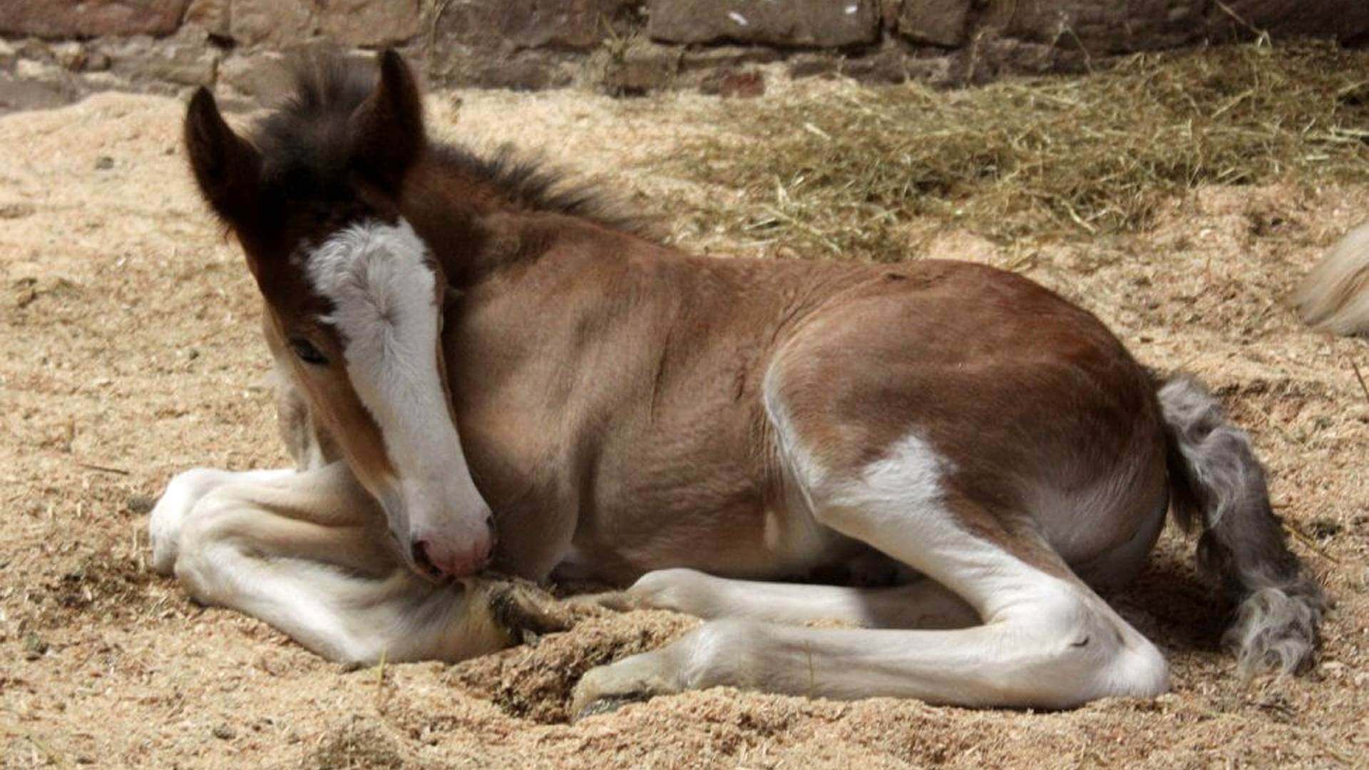 Foal in Stable