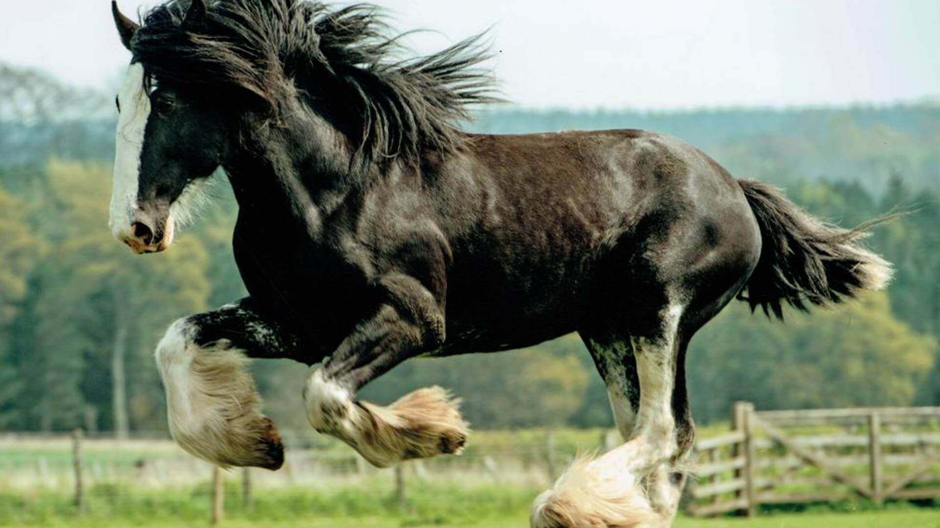 Hay Farm stallion