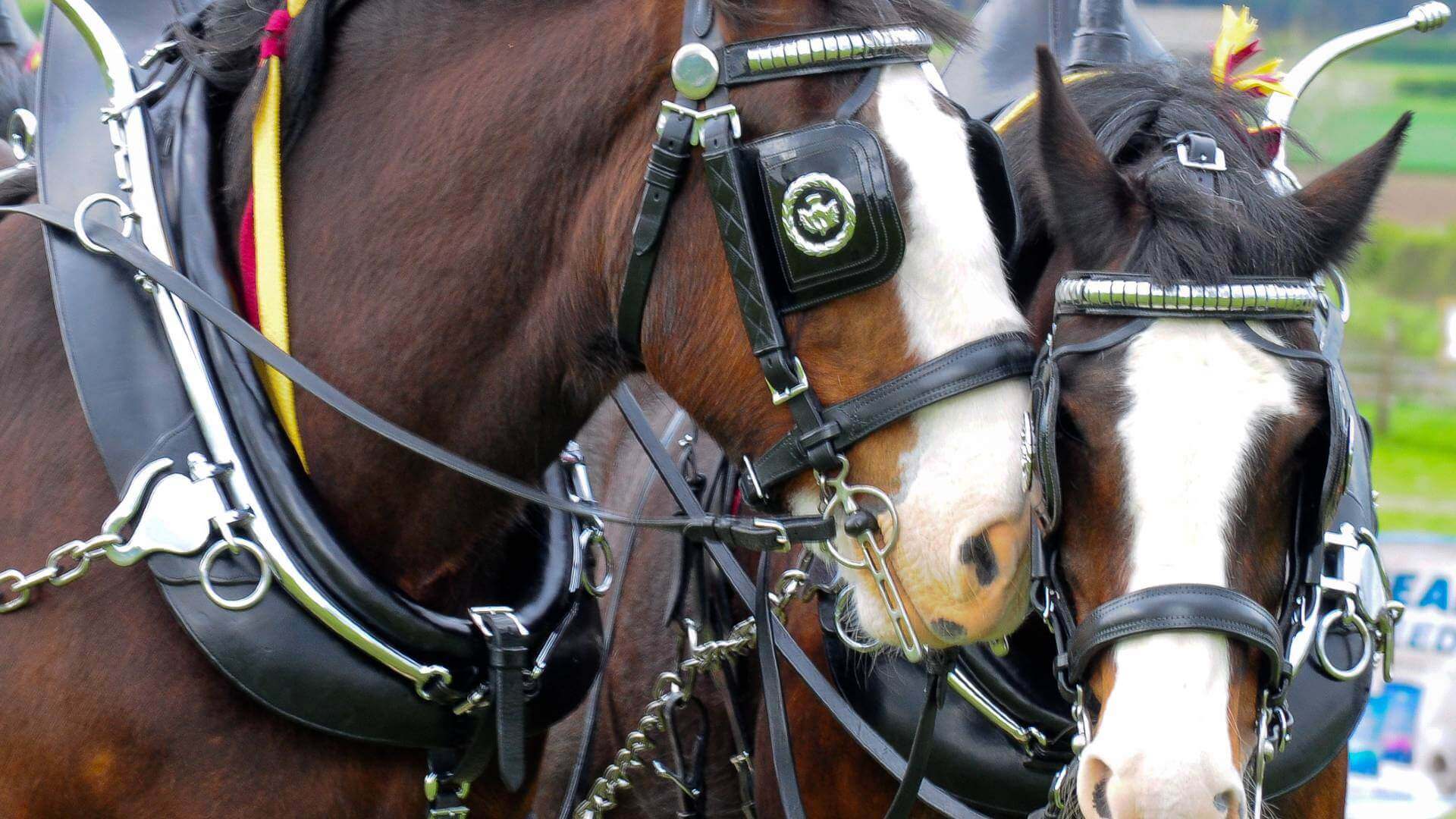 Horse and cart driving