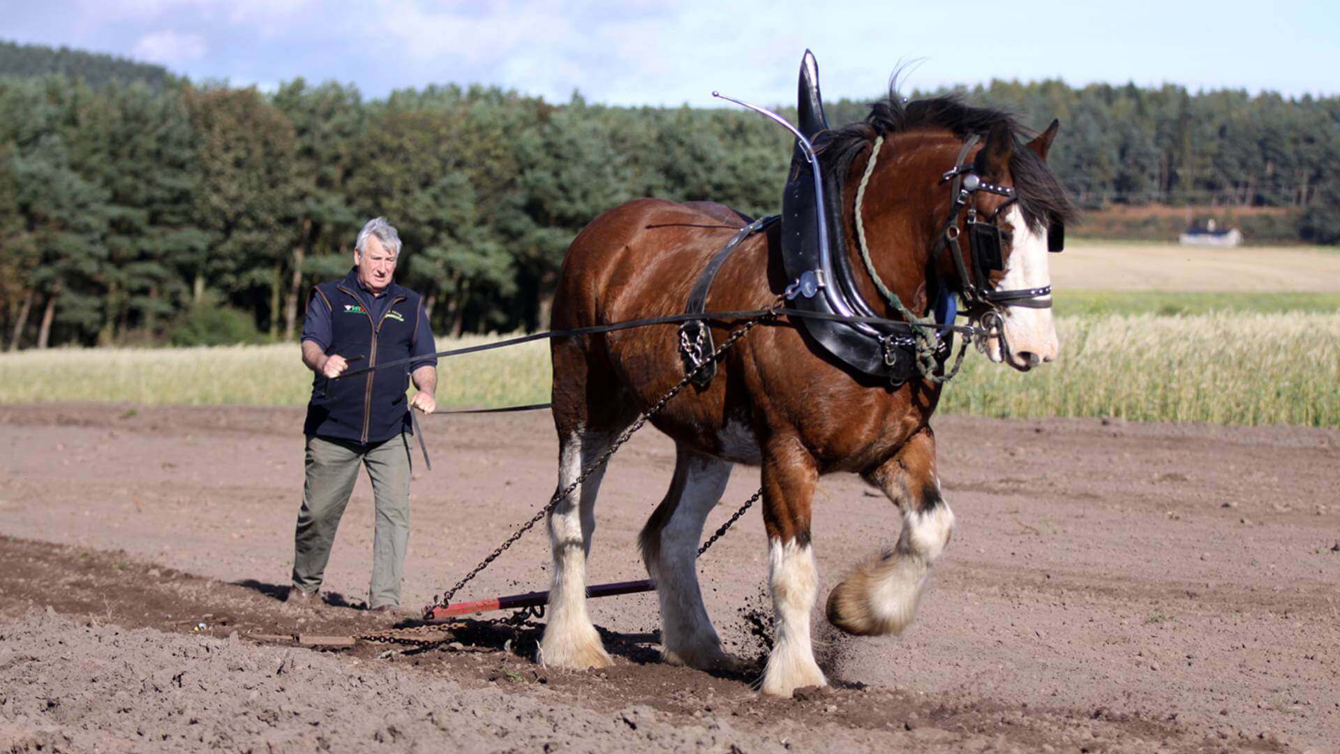 Hay Farm Heavy Horse Centre