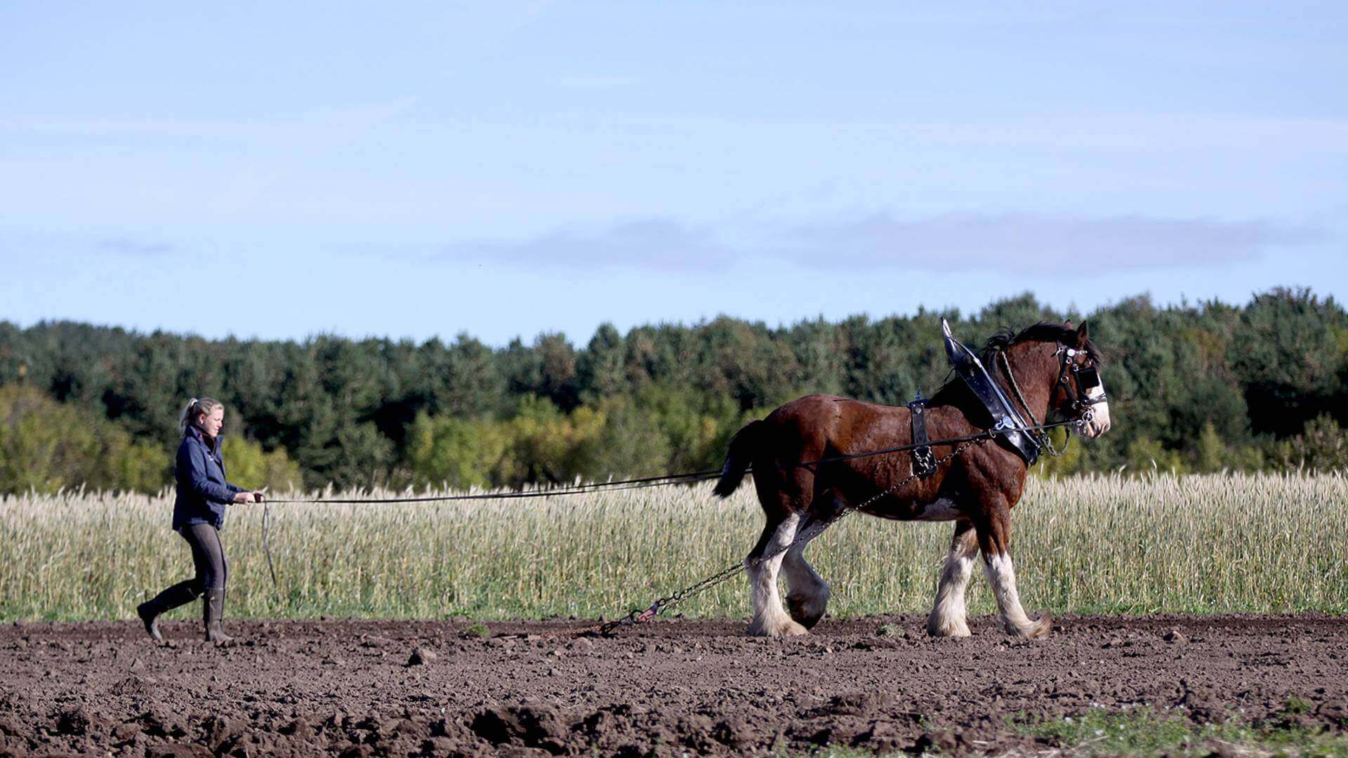 Horse training