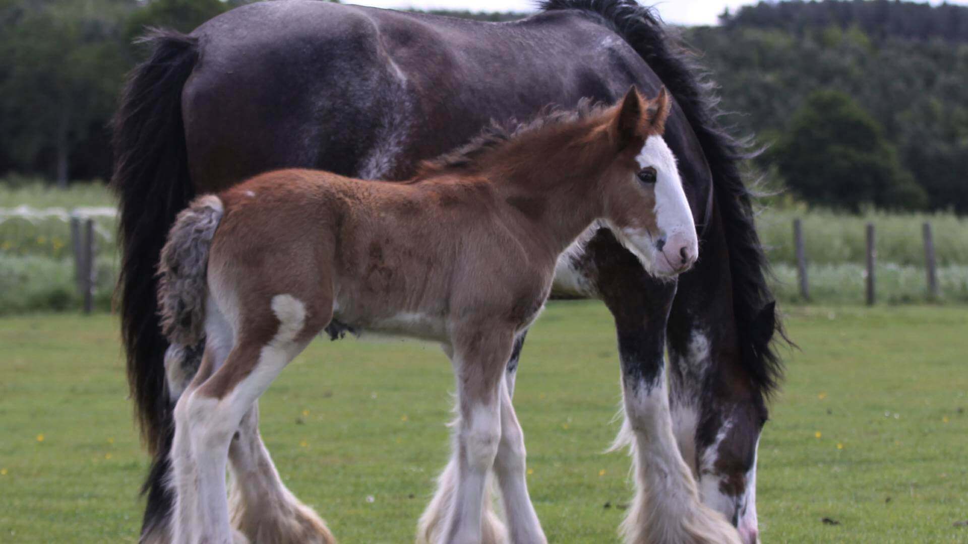 Mum and foal