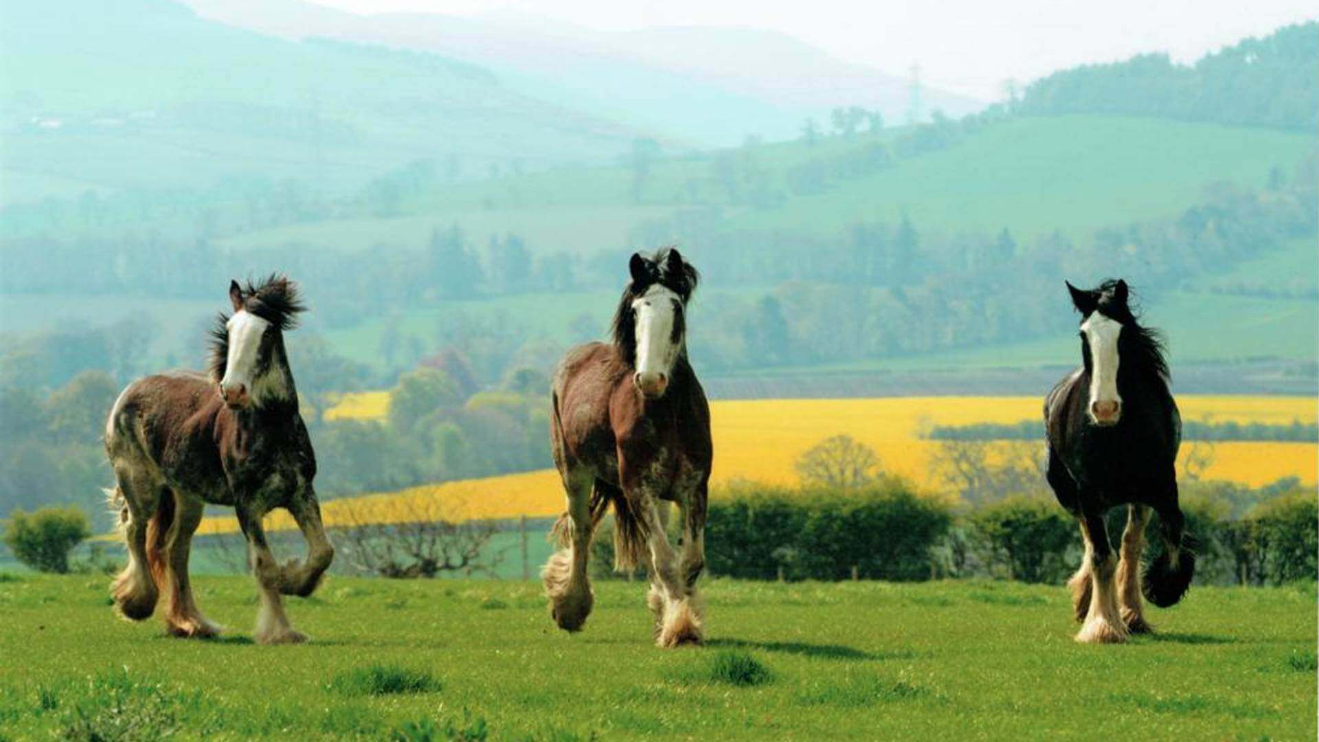 Three horses in field