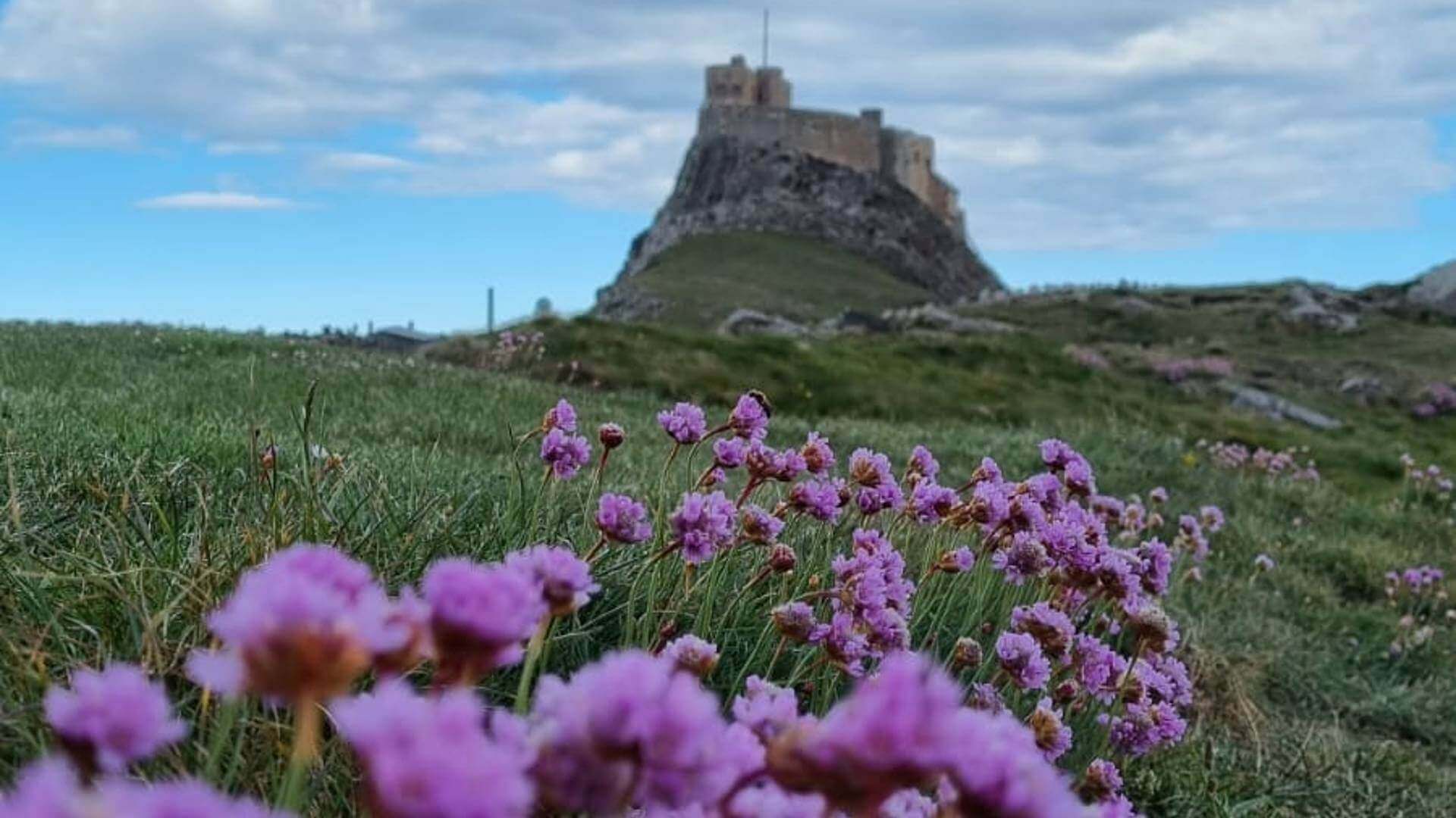 Sea pink flowers at Lindisfarne Castle