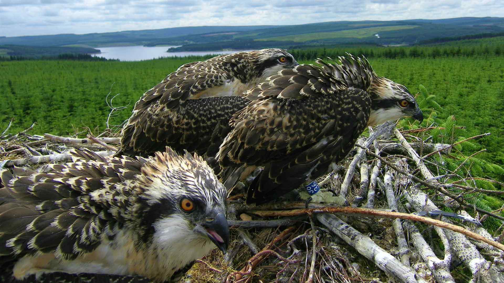 Kielder Osprey