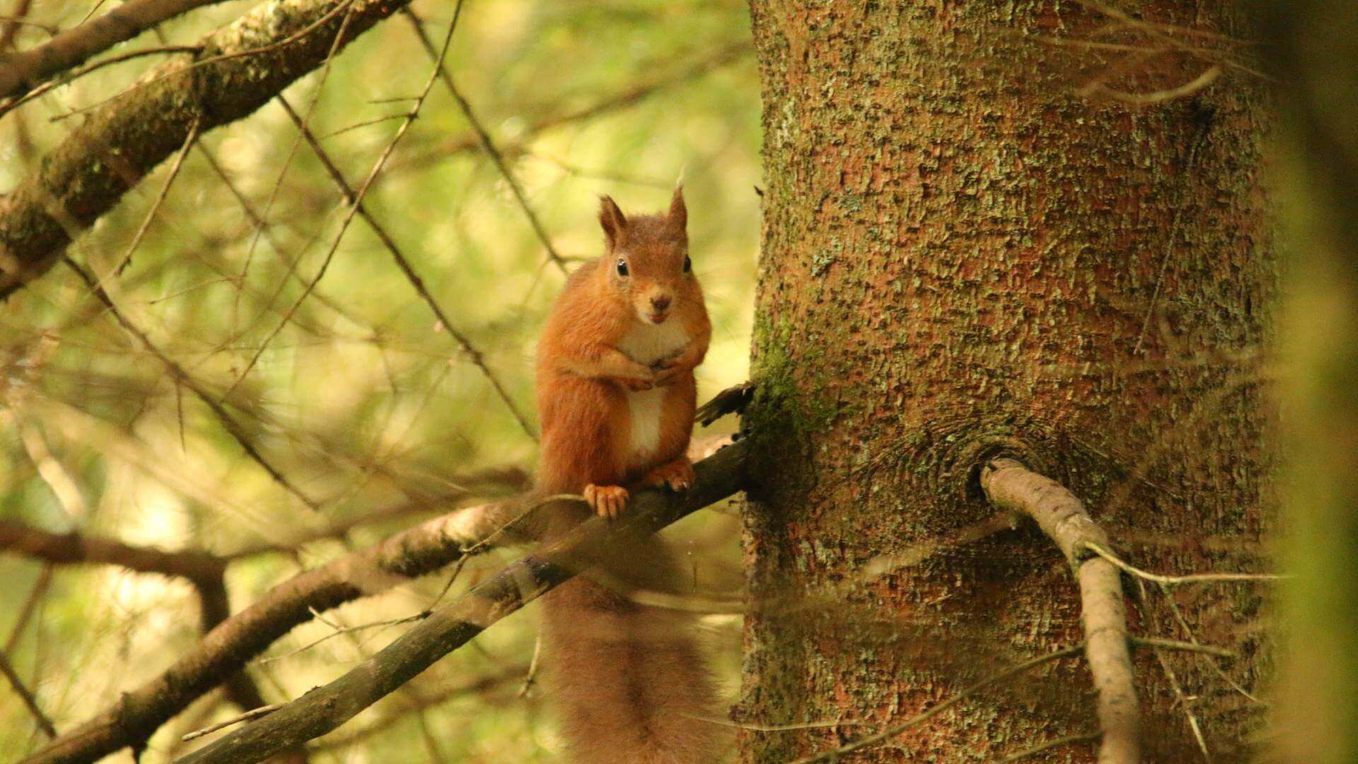 Red squirrel c Katy Barke