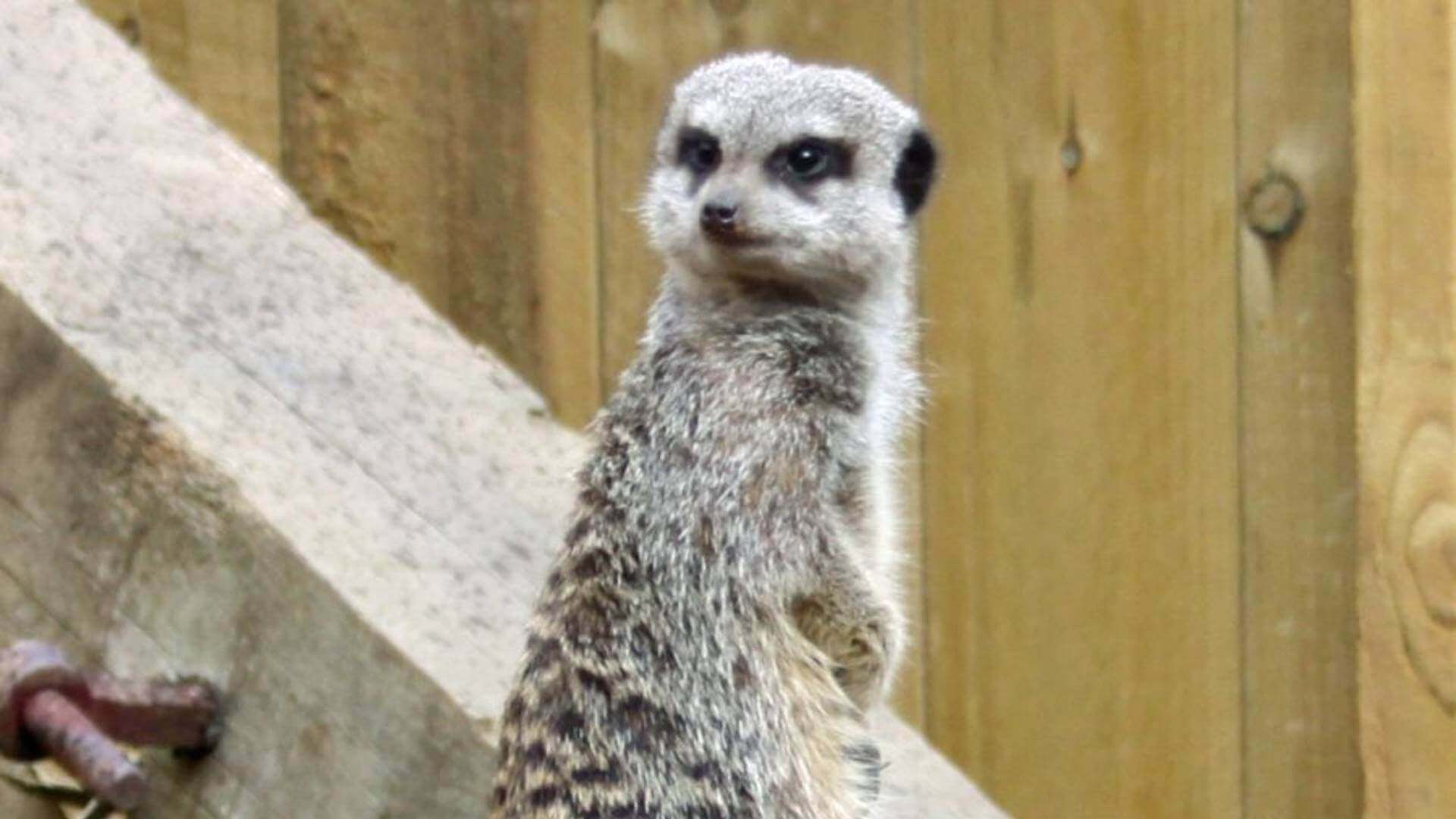 Meerkat