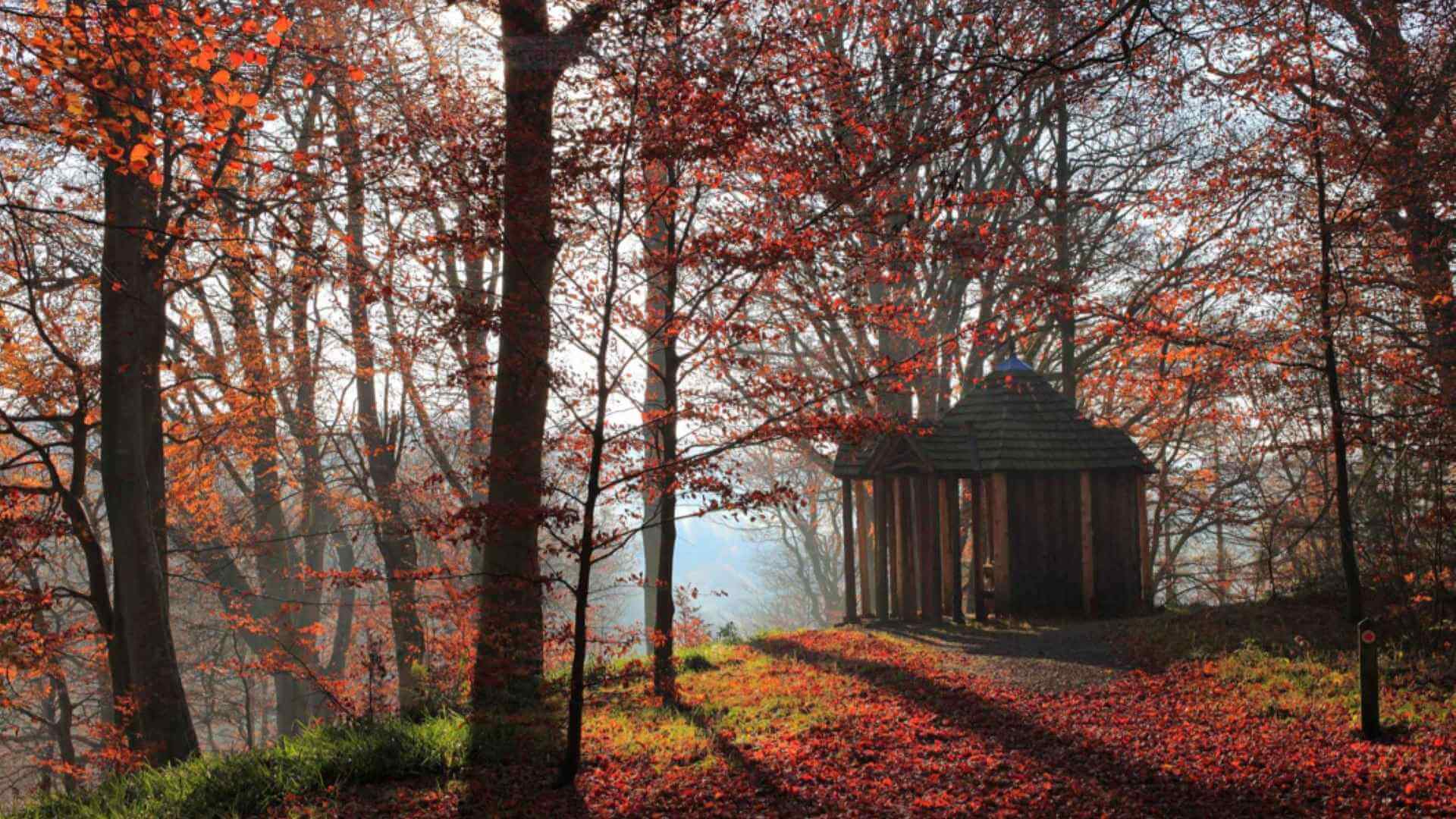 Allen Banks in Autumn