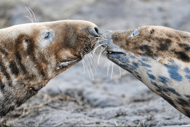 Seals