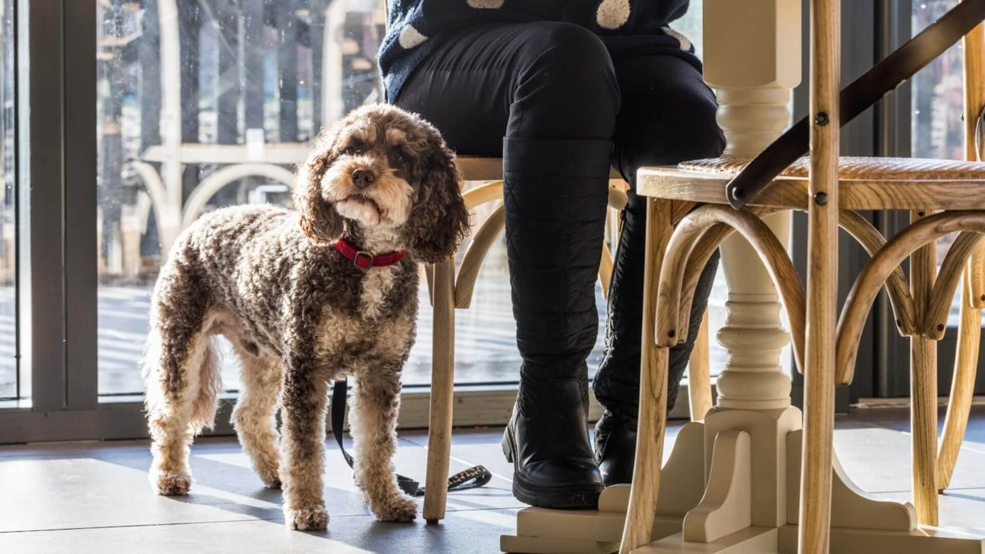 Dog friendly
