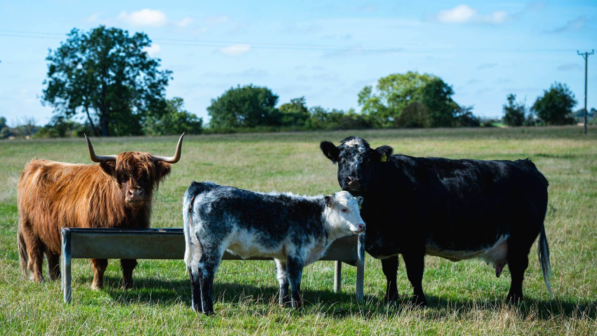 Cows