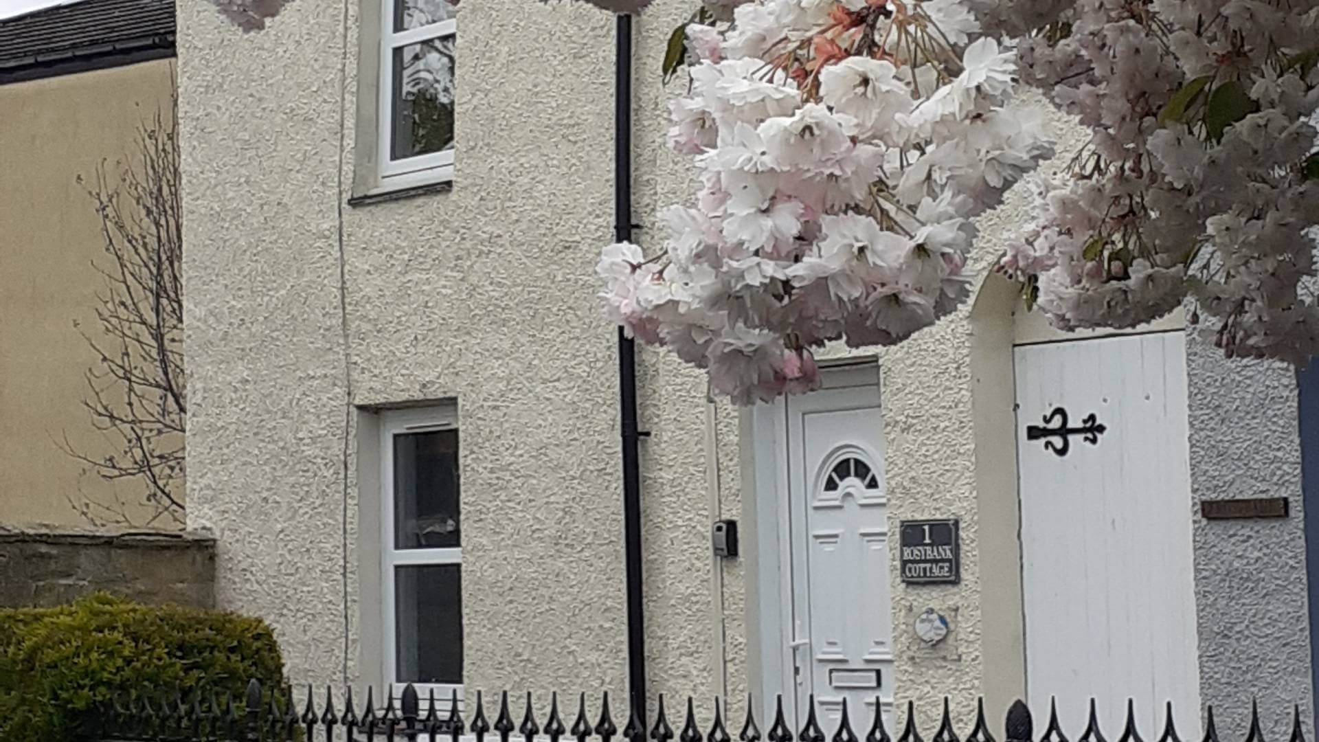 Rosybank blossom