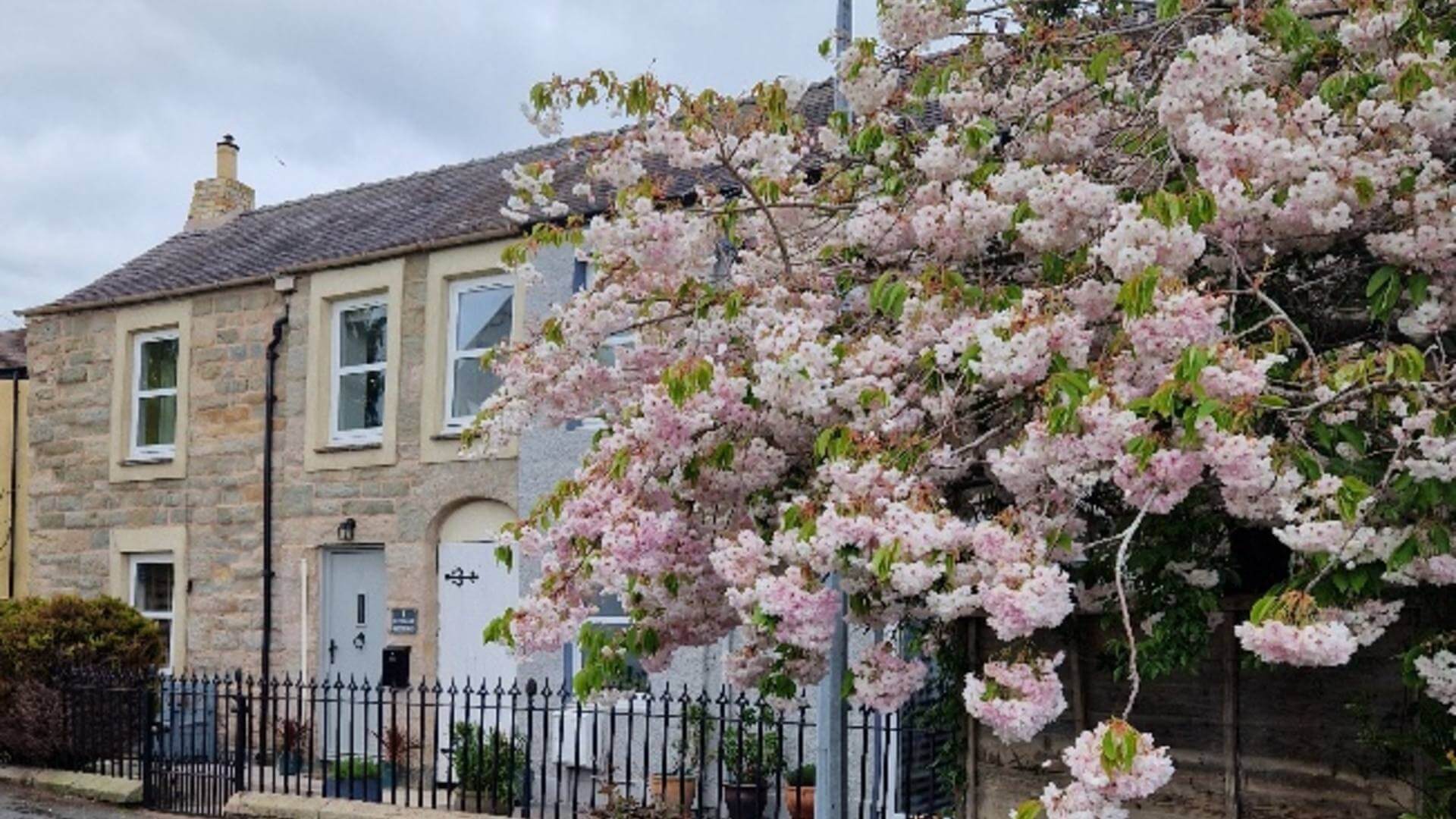 Rosybank blossom