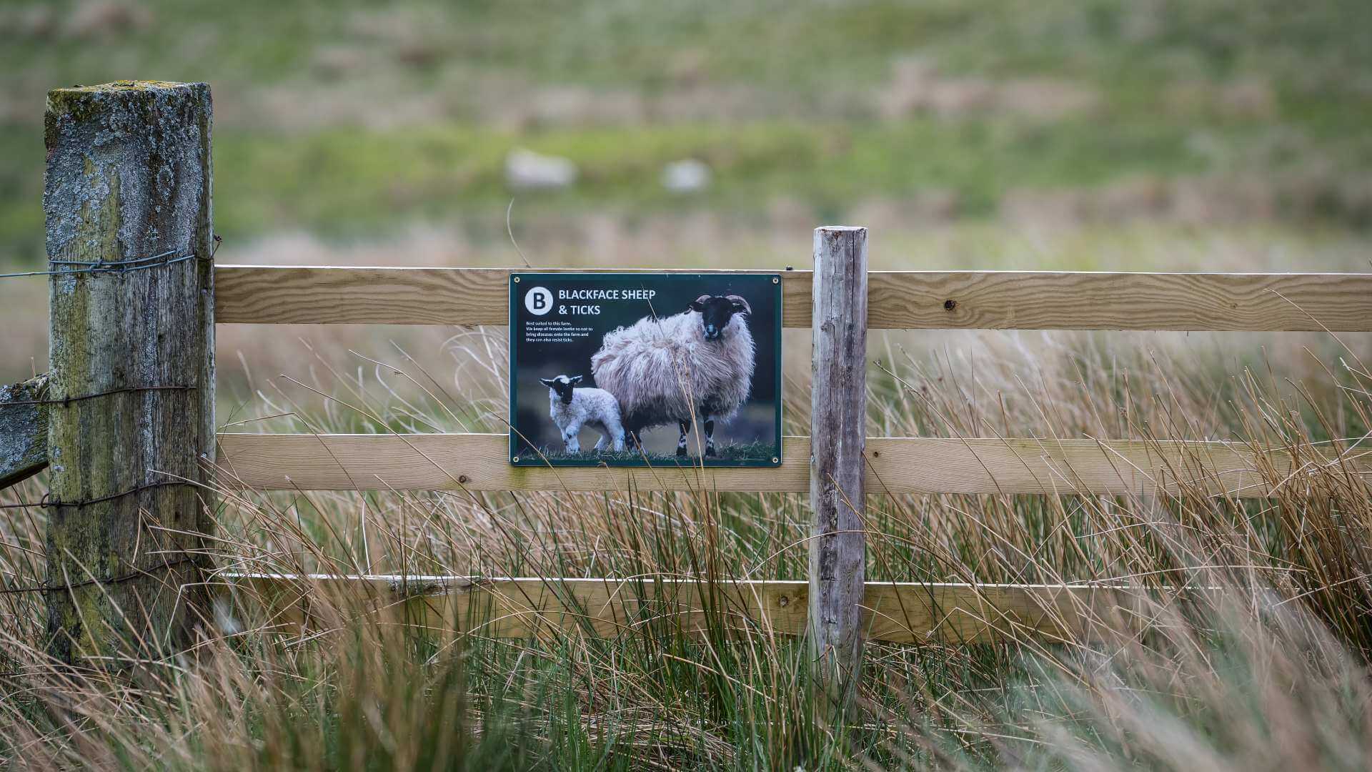 sheep-ticks-ilderton-dod