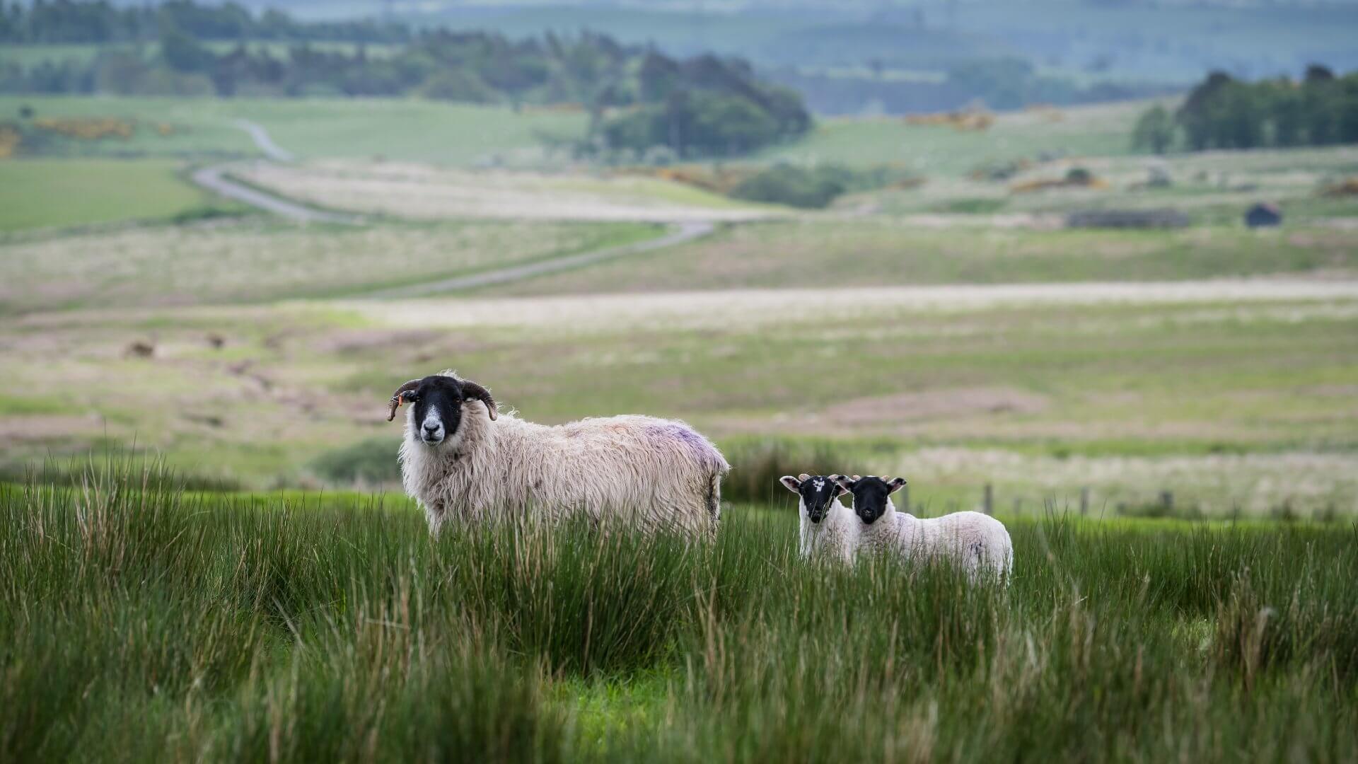 sheep-ilderton-dod