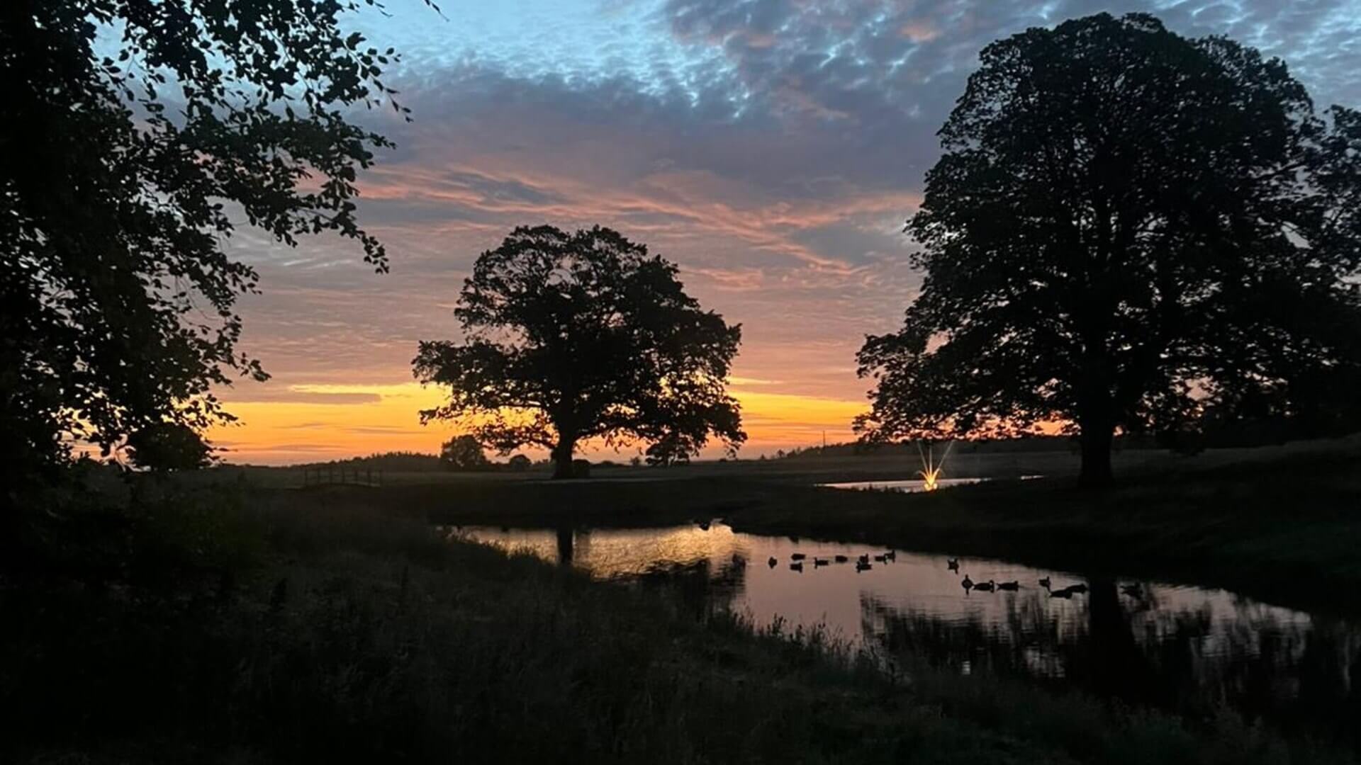 Trees at sunset